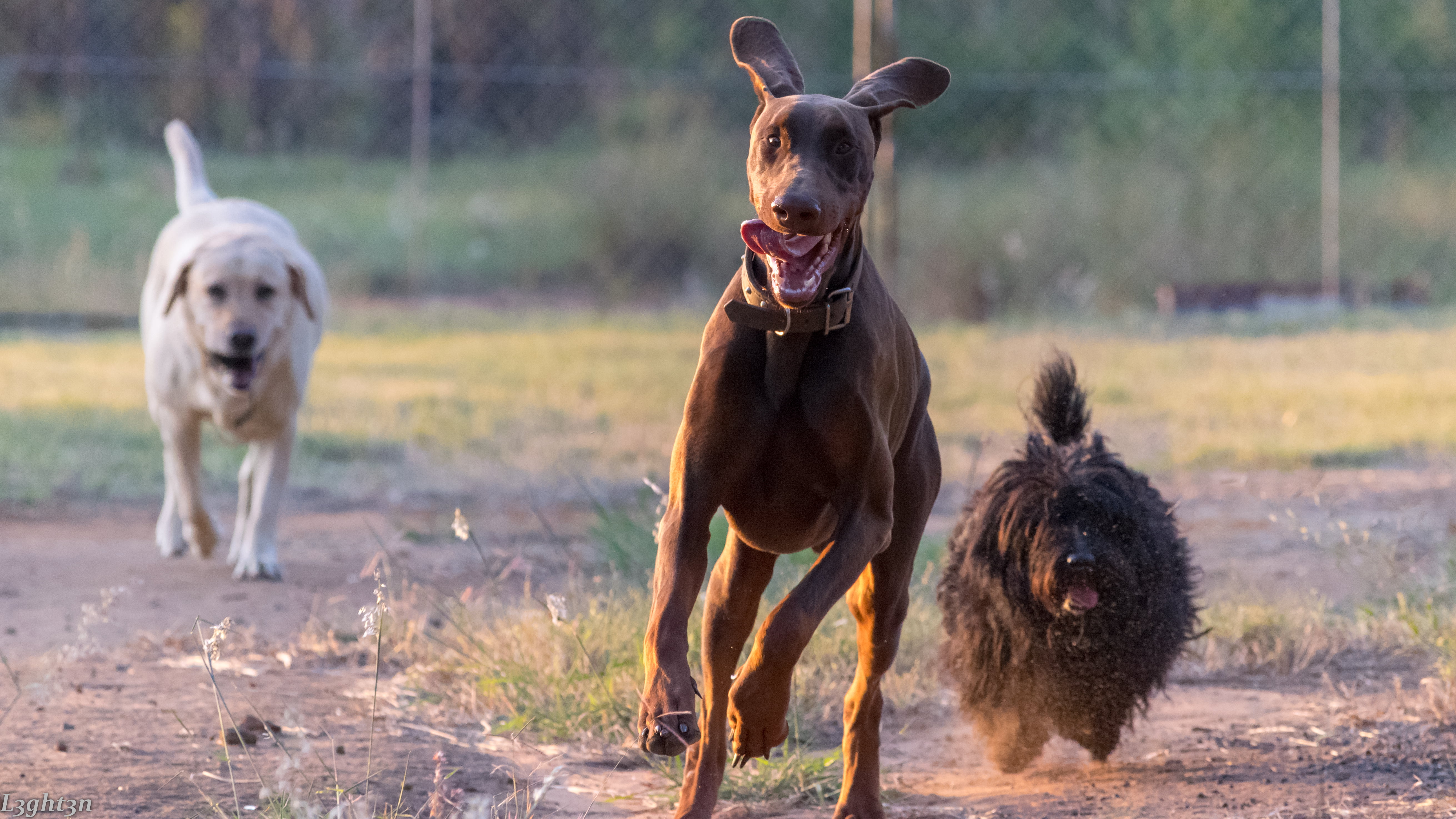 Doberman Pinscher, L3ght3n, photography, dog, 5K, Playtime, HD Wallpaper