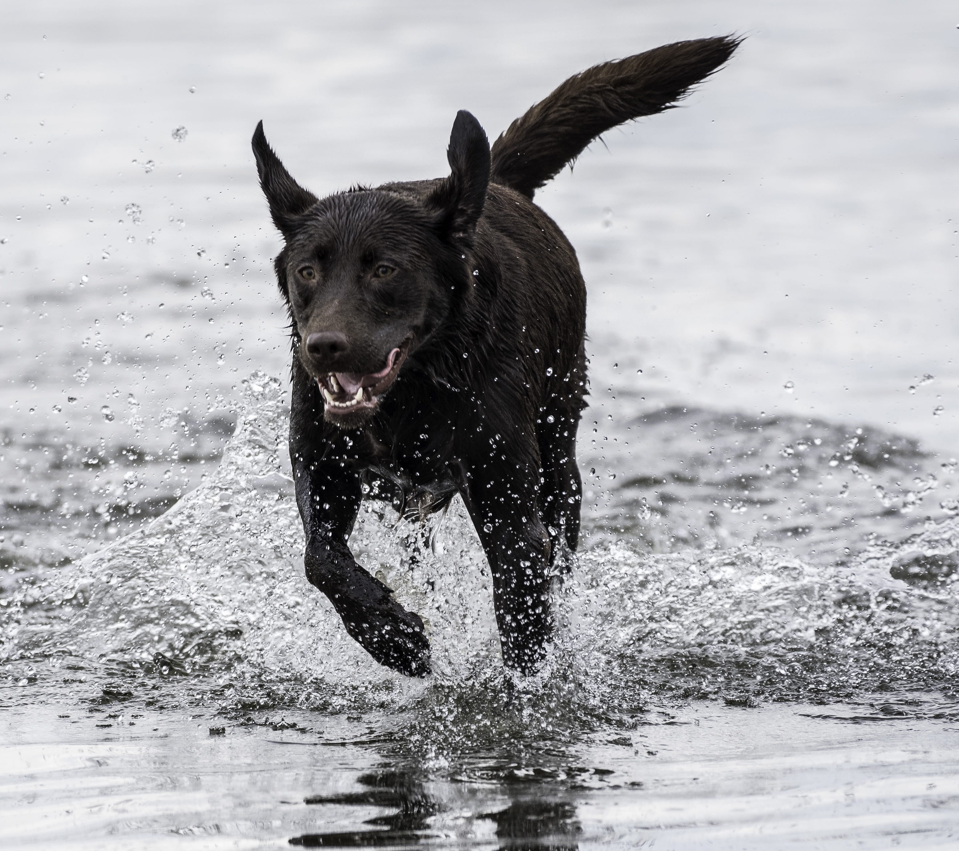 portrait, playing, coated, goodboy, pup, nature, stick - plant part, sea, animal, 2K, dog, vertebrate, day, canine, puppy, play, splashing, wet, black, HD Wallpaper