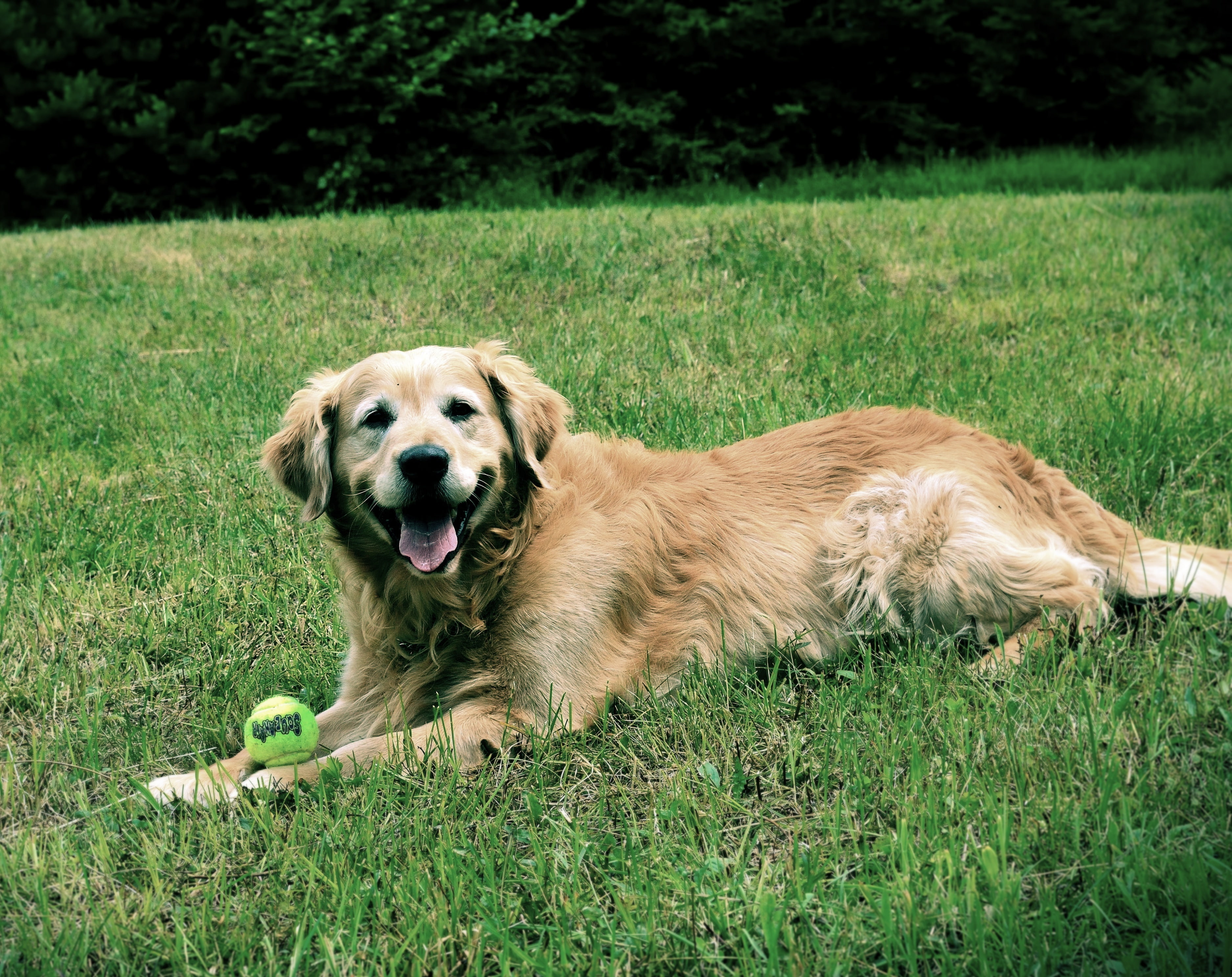 playtime, 2K, dog, retriever, animal, no people, nature, outdoors, plant, mouth open, portrait, one animal, adult, land, mammal, happy, growth, canine, HD Wallpaper