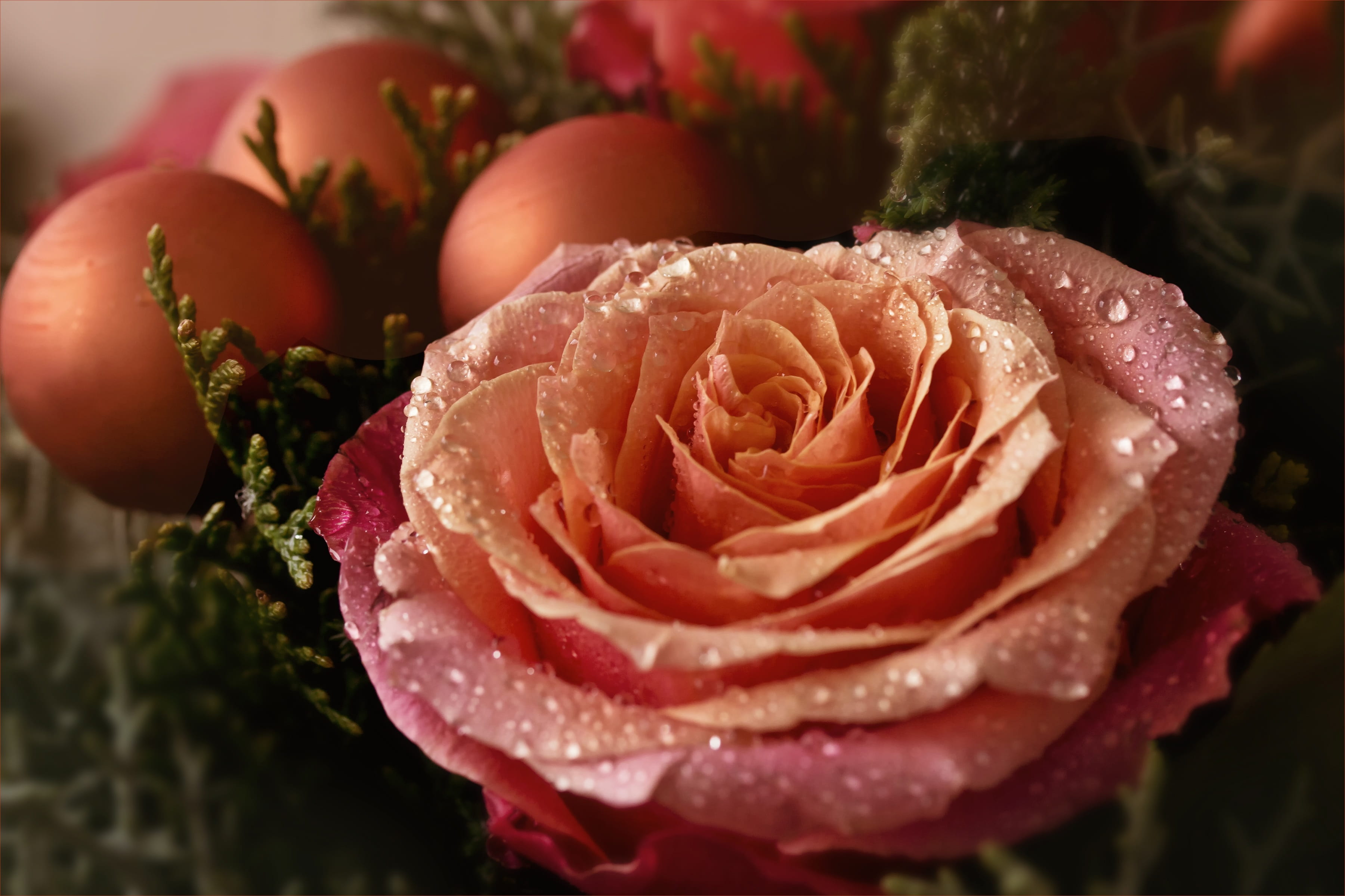 beauty in nature, christmas motif, no people, dew, flower, vulnerability, christmas, macroshot, plant, petal, 2K, flower head, flower arrangement, bouquet, HD Wallpaper
