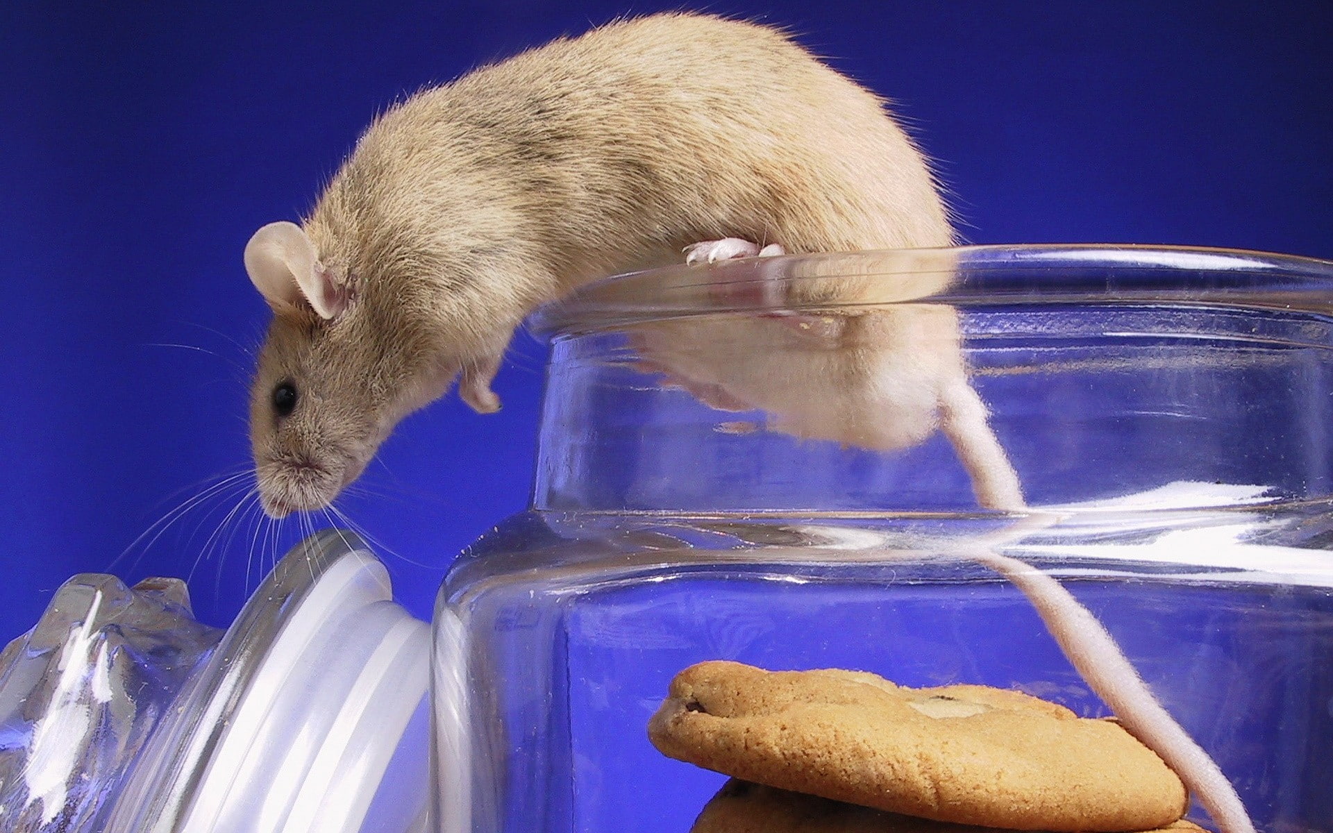 animals, 1080P, cookies, mice, Jars, HD Wallpaper