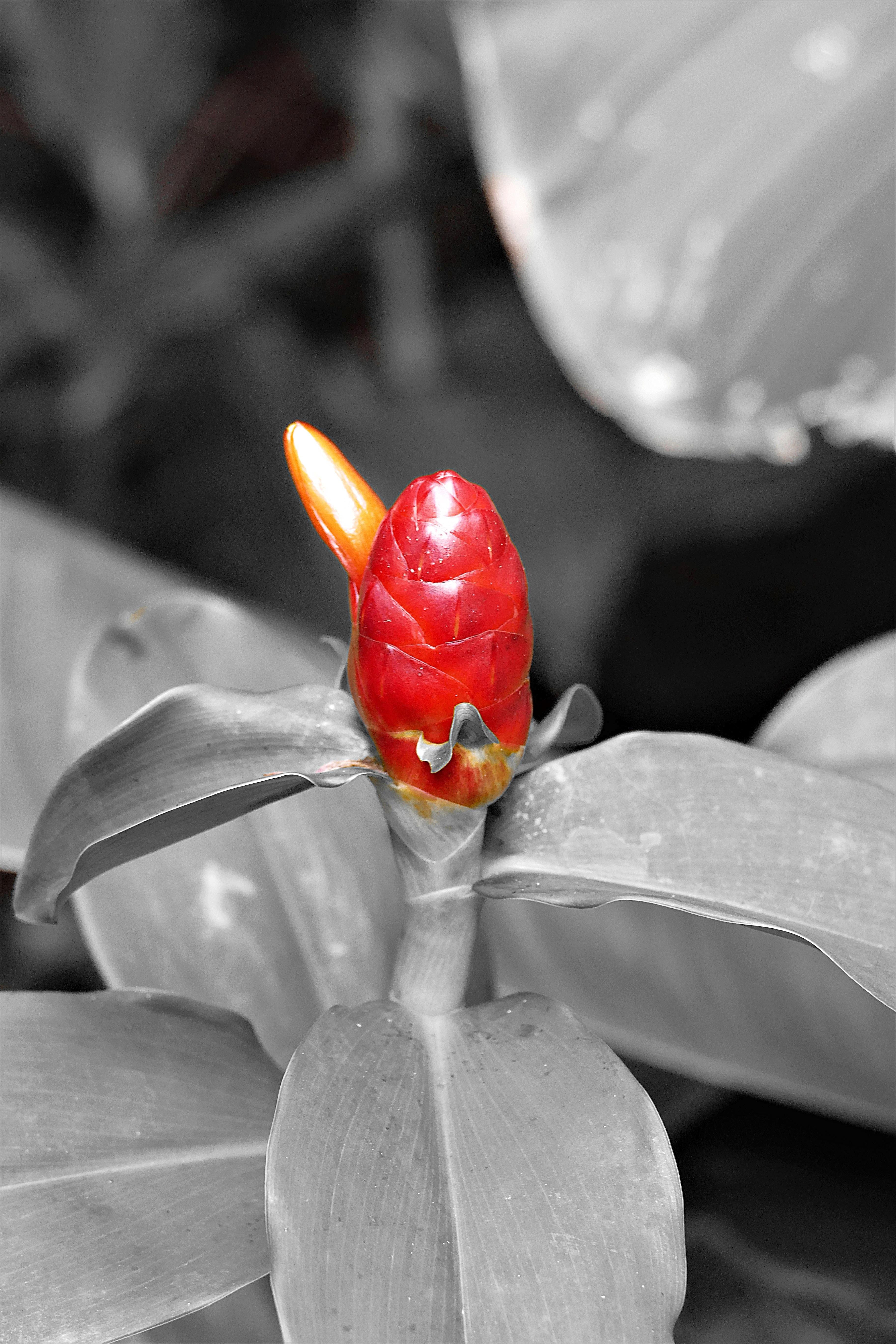 human representation, button, 5K, reflection, leaf, blossom, art and craft, day, outdoors, flower, color, s w, bloom, focus on foreground, photography, Phone HD Wallpaper