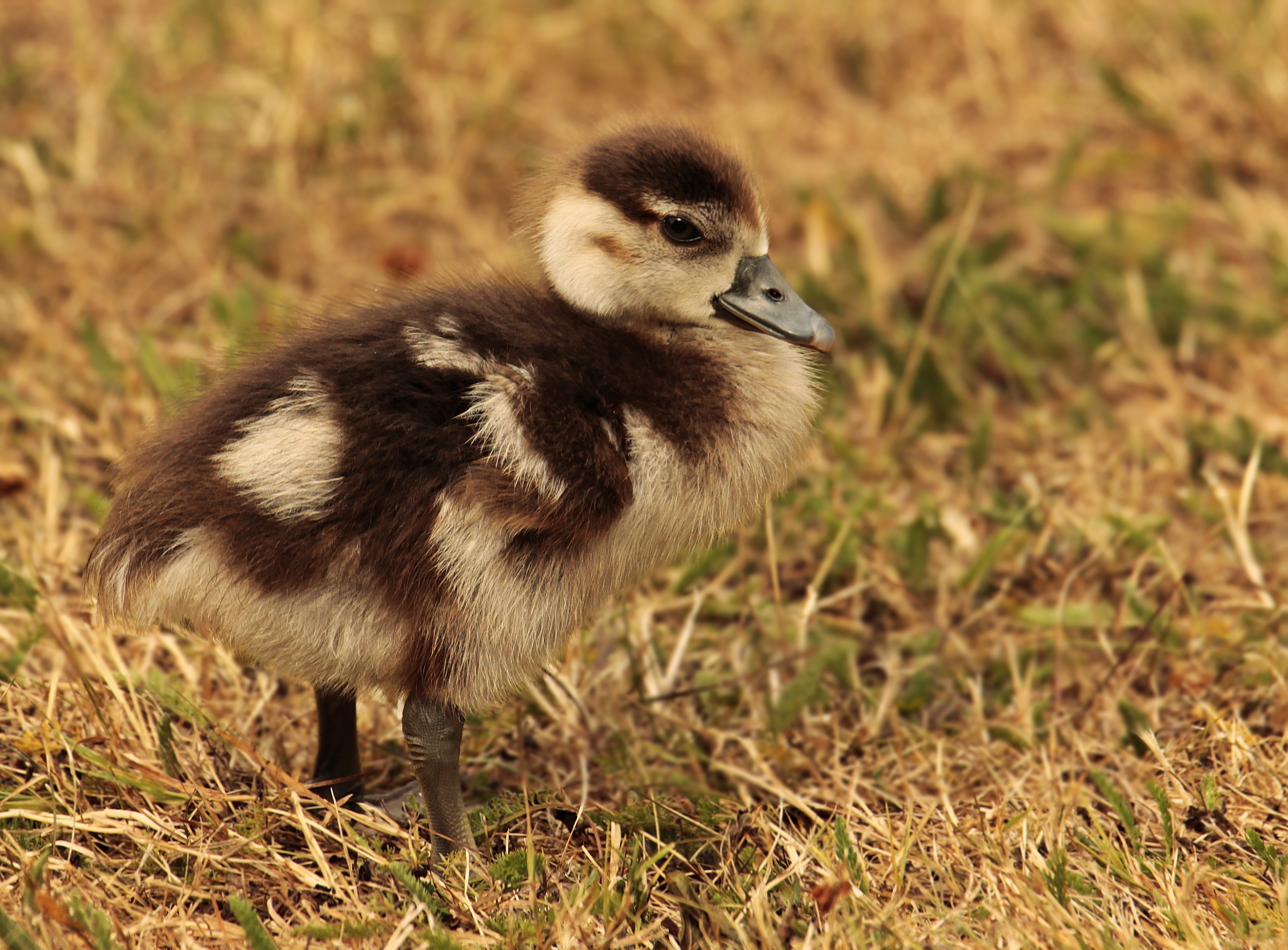 alopochen egypt, land, goslings, grass, animals in the wild, focus on foreground, young animal, poultry, plant, duck bird, chicks, outdoors, nature, gosling, HD Wallpaper