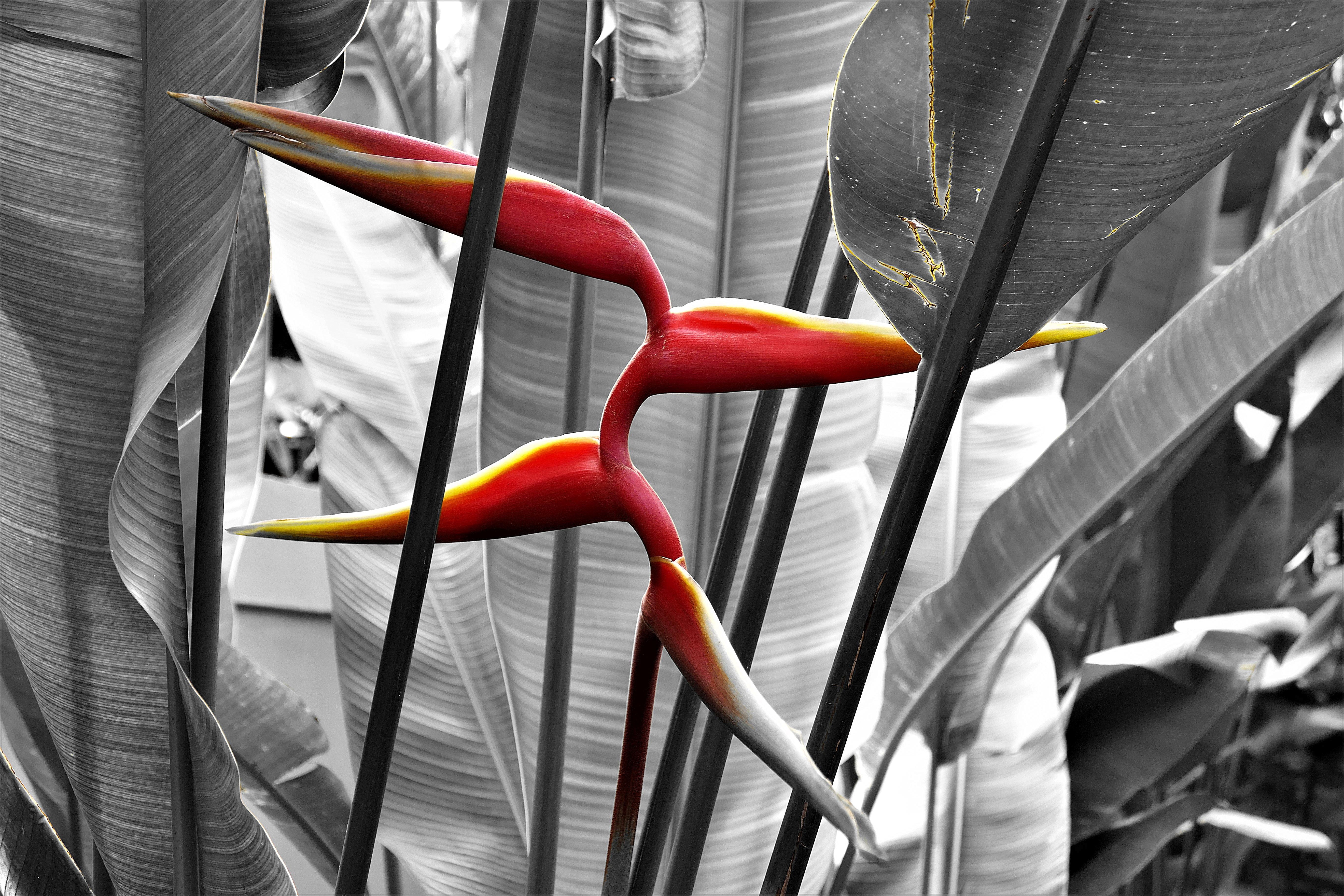 close-up, flower, exotic, red, blossom, security, growth, s w effect, plant, photo, bloom, equipment, 5K, safety, outdoors, lobster scissors, heliconia bihai, HD Wallpaper