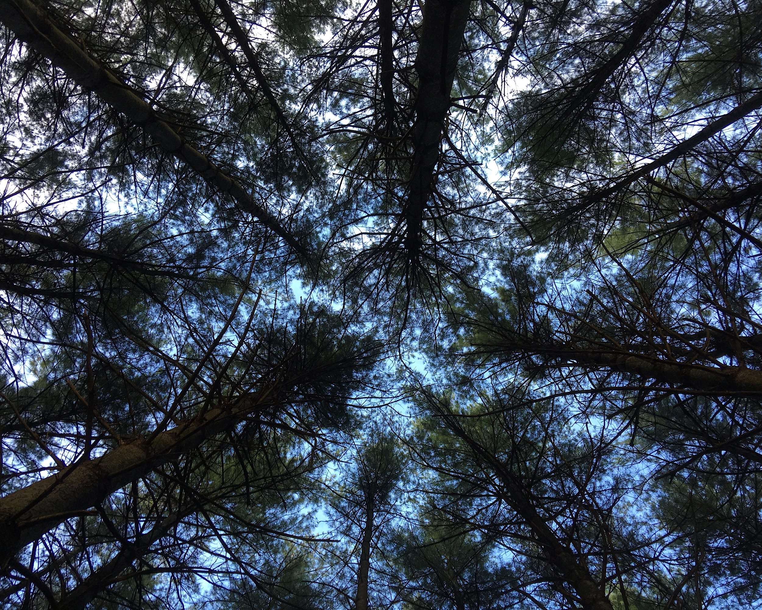 fir, no people, looking up, larch, growth, beauty in nature, coniferous tree, full frame, backgrounds, woodland, 7165 s 100 w, promontory, outdoors, silhouette, HD Wallpaper