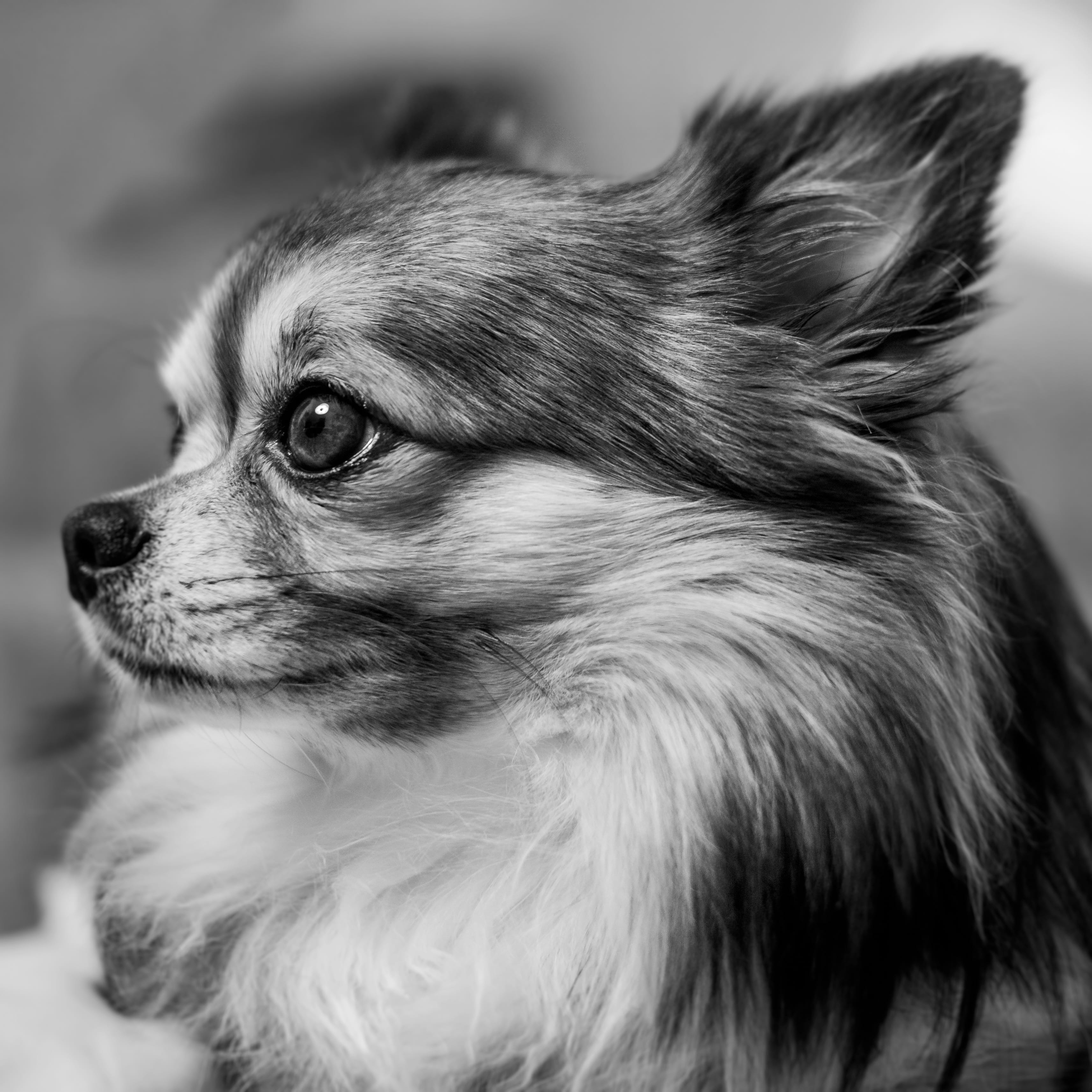 focus on foreground, cute, portrait, looking away, domestic, dog, animal themes, one animal, pets, looking, profile view, chihuahua, animal, domestic animals, Phone HD Wallpaper