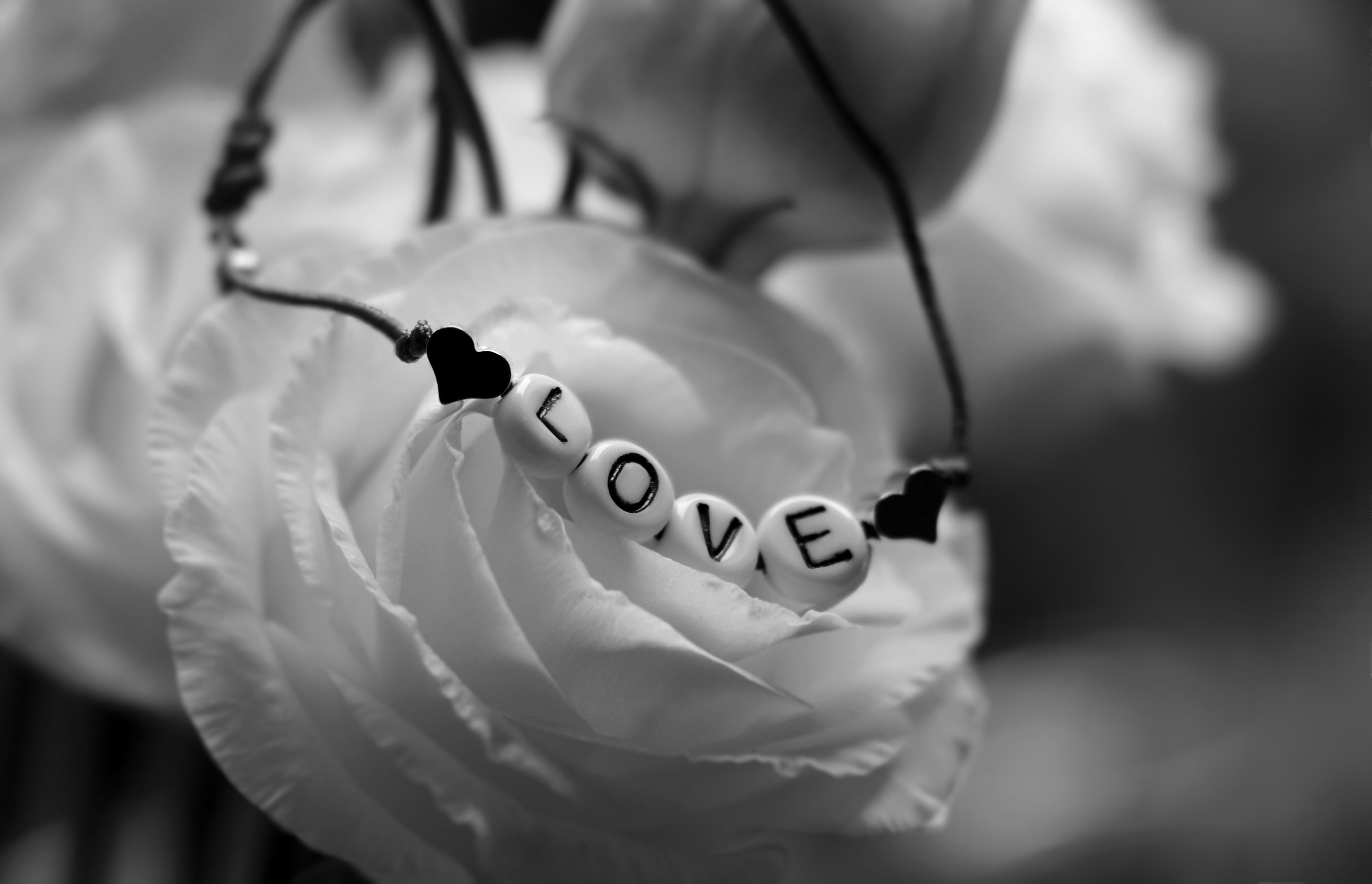 affection, beauty in nature, nature, white, no people, flower head, flower, bracelet, bellflower, s w, grayscale, freshness, 5K, happy, plant, romantic, HD Wallpaper