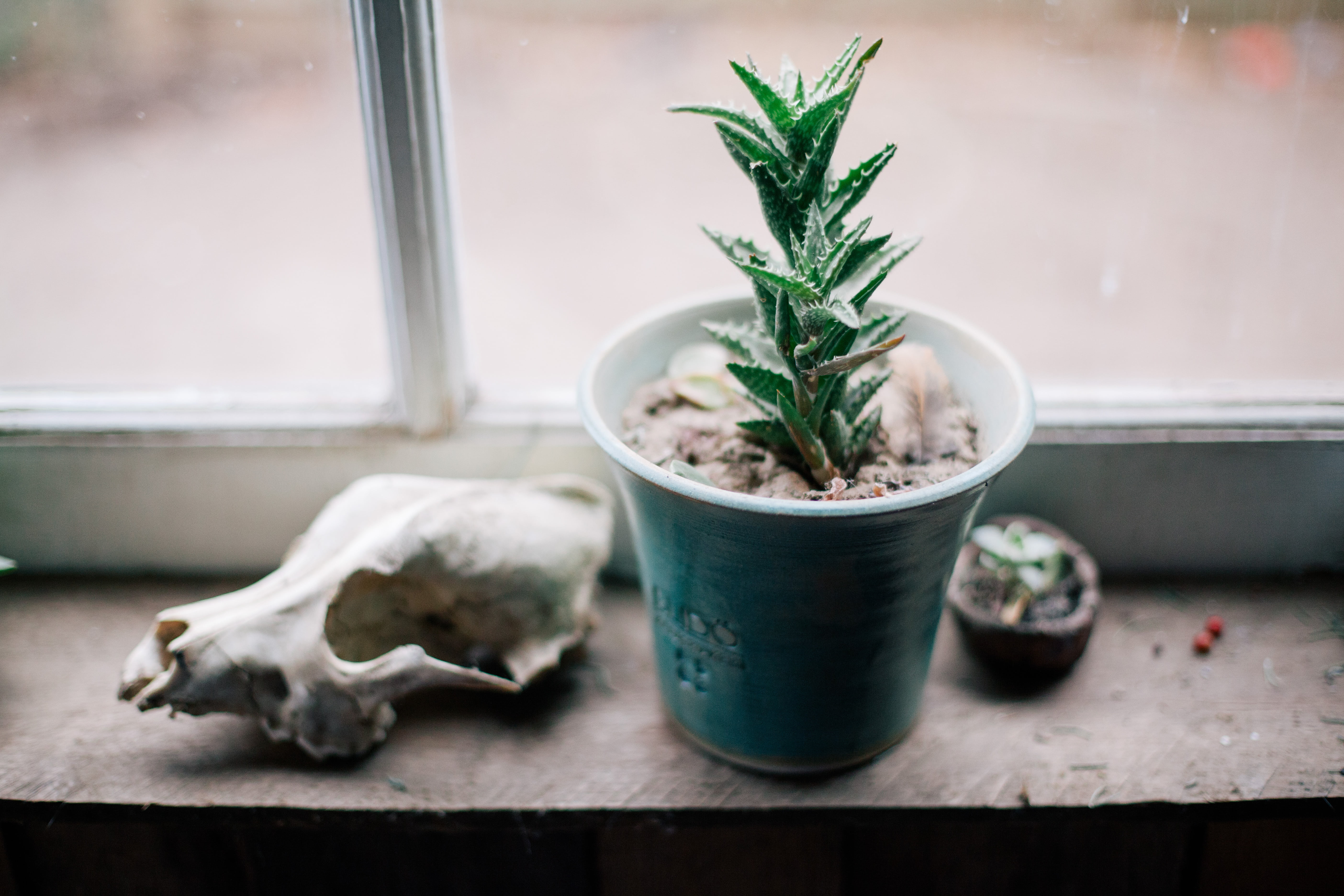 wood, cactus, plants, little, day, blur, window, potted plant, flora, pot, nature, relaxation, domestic, animal, close-up, mammal, one animal, animal themes, HD Wallpaper