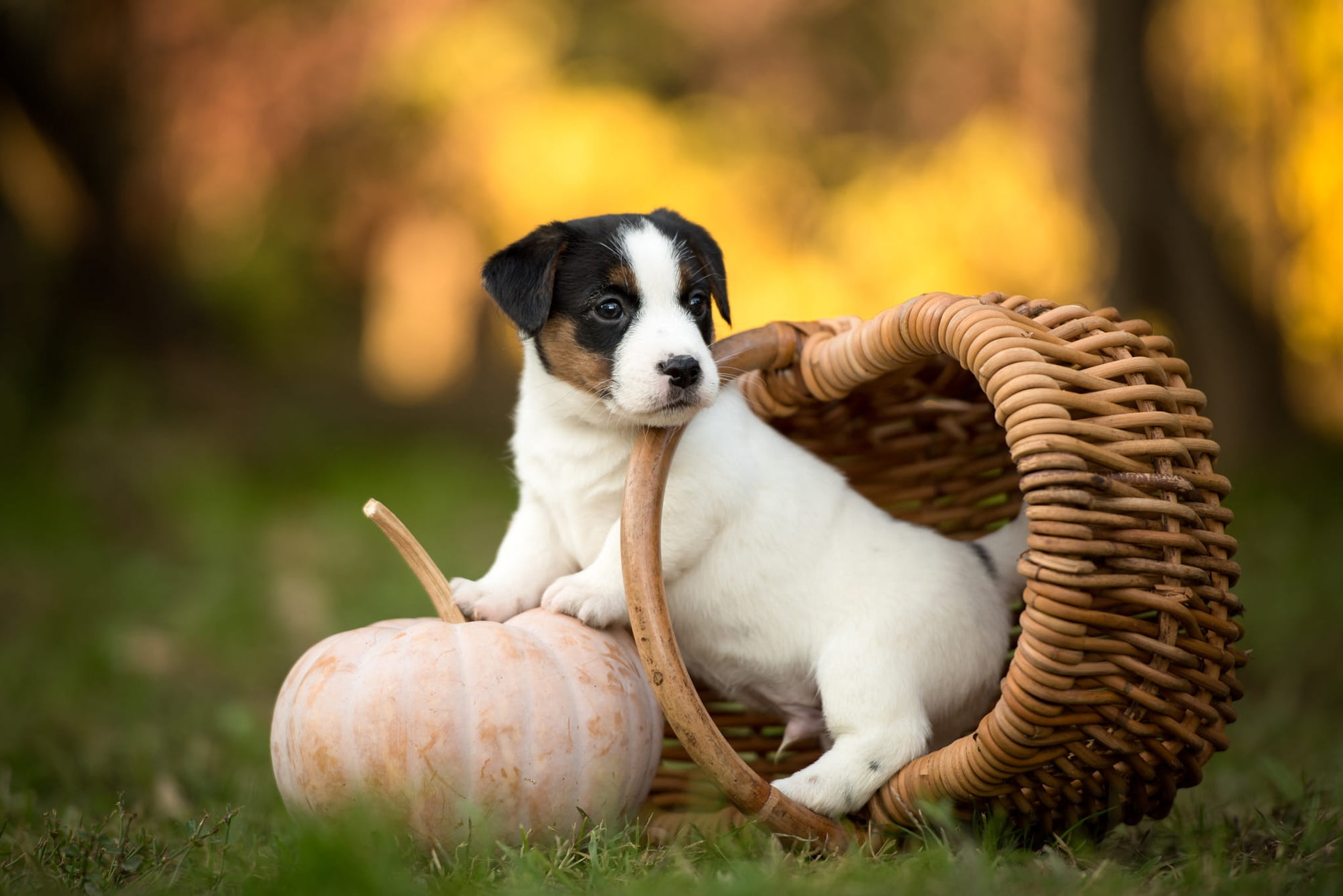 pose, nature, basket, cute, dog, white, look, sitting, bokeh, garden, small, white with spots, puppy, baby, face, grass, lawn, 1080P, pumpkin, background, HD Wallpaper