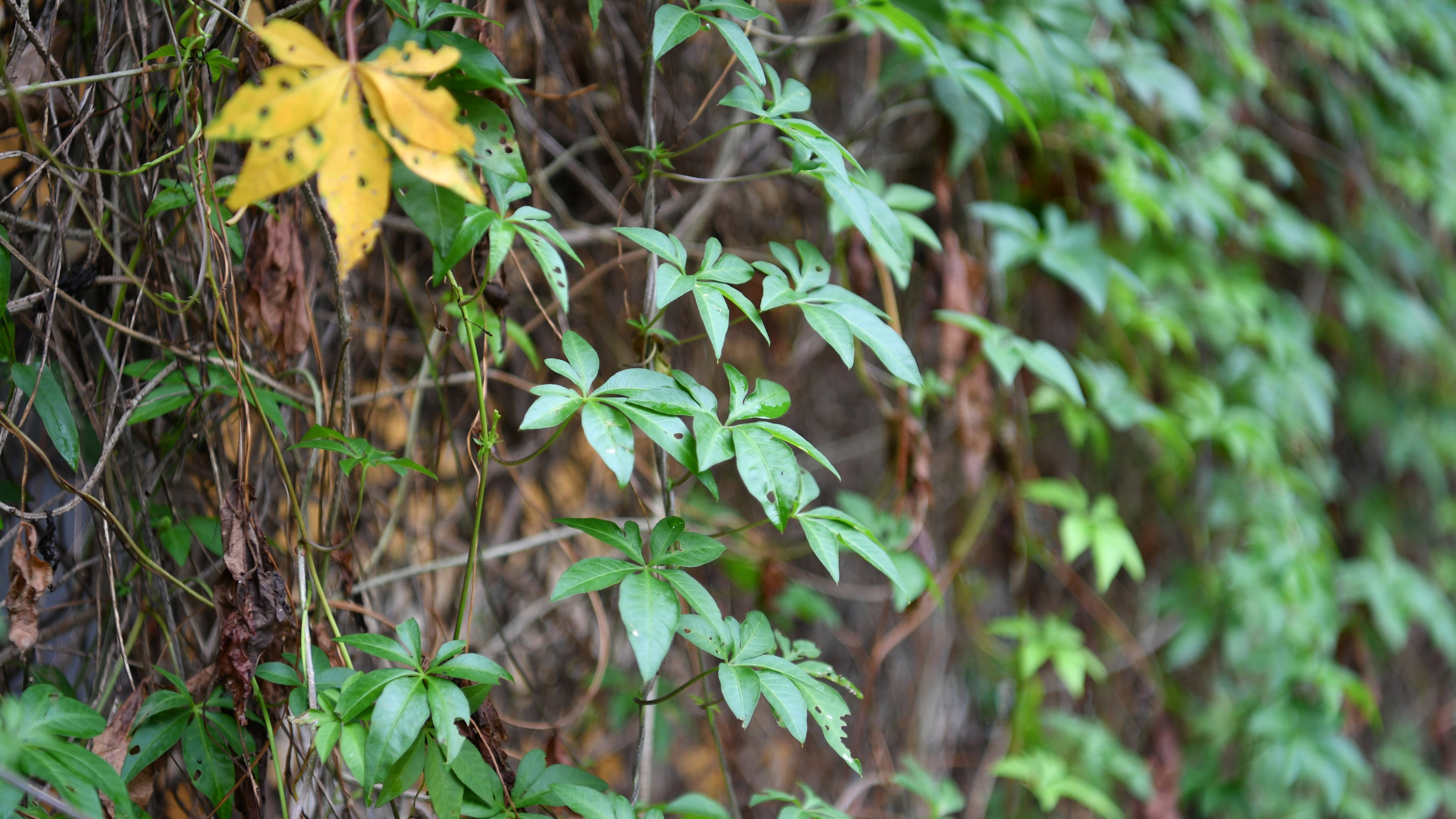 Plants, Rattan, Green, 4K, Leaves, HD Wallpaper