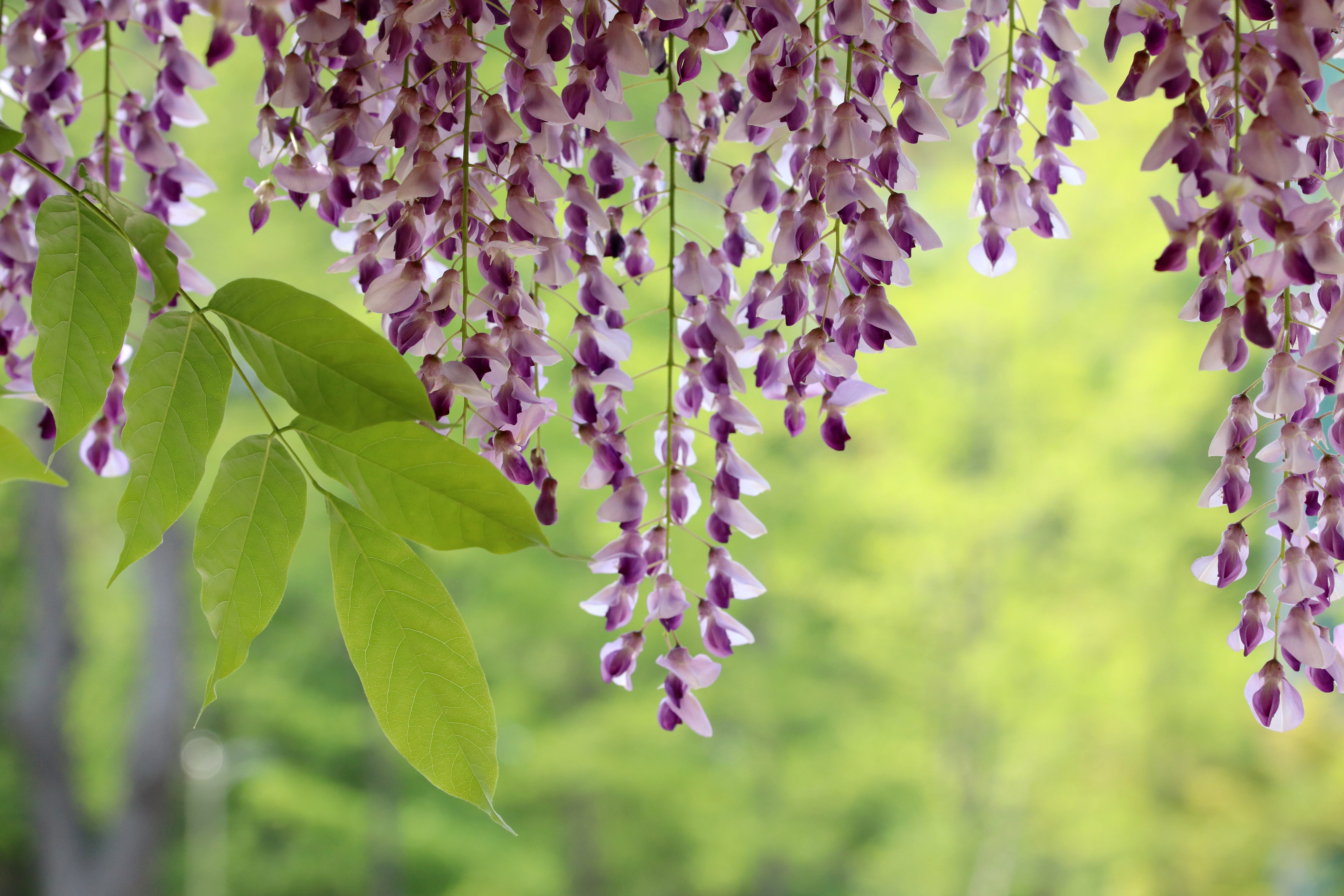 plants, plant part, flower, vulnerability, hanging, tree, purple, rattan flower, close-up, 5K, plant, growth, flowers, blossom, vine, beauty in nature, HD Wallpaper