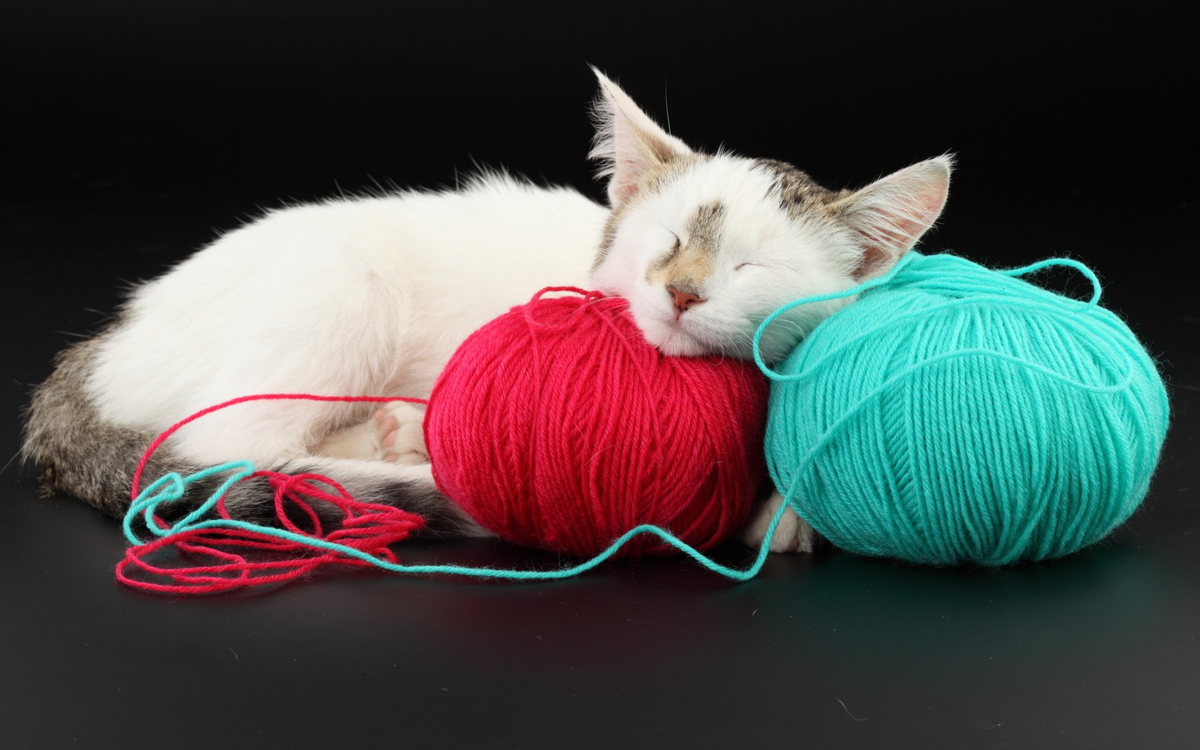 red, sleeping, one animal, animal head, indoors, turquoise colored, animal, 720P, close-up, textile, animal themes, wool, softness, pets, domestic animals, HD Wallpaper