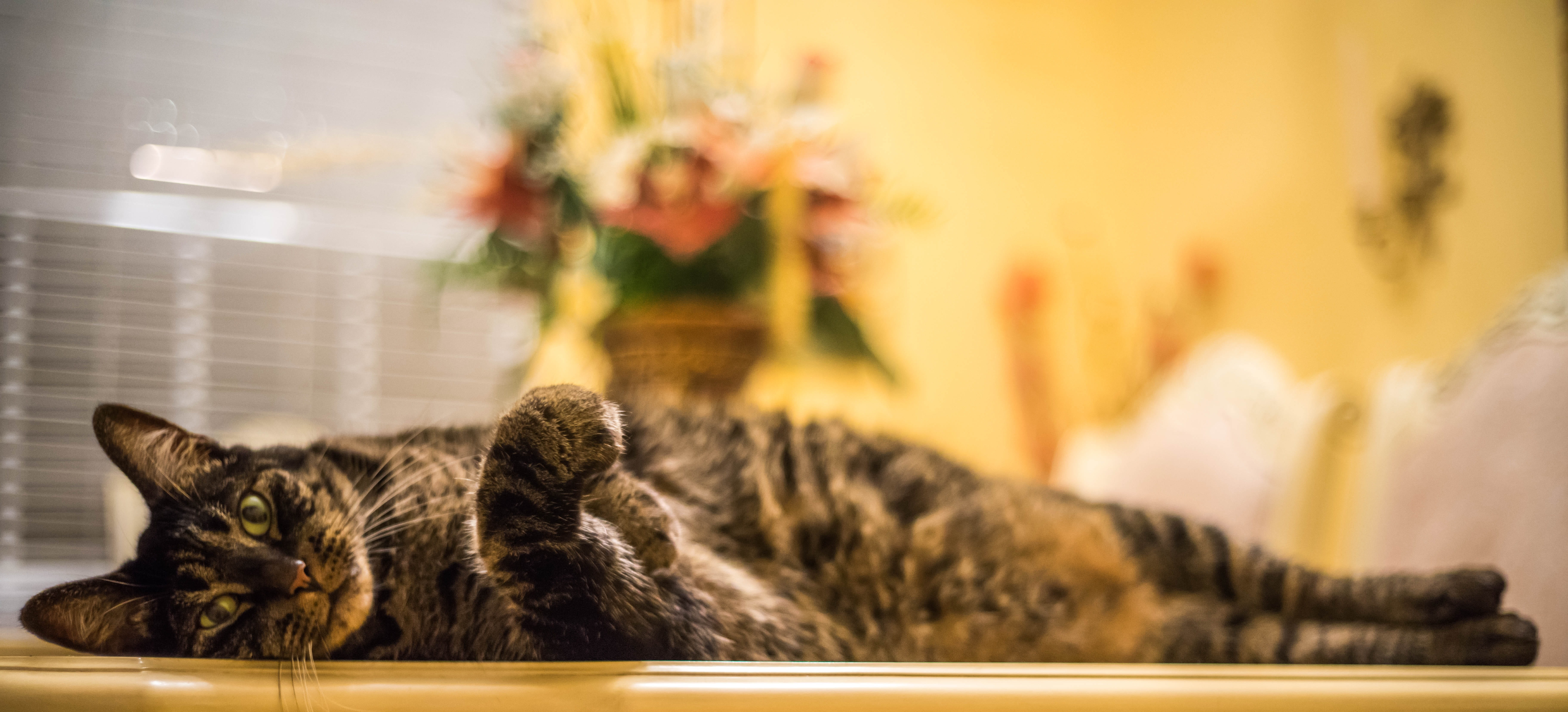 domestic cat, portrait, funny, close-up, whisker, pet, photography, one animal, playful, small, lying down, nature, indoors, domestic, animal themes, tabby, HD Wallpaper
