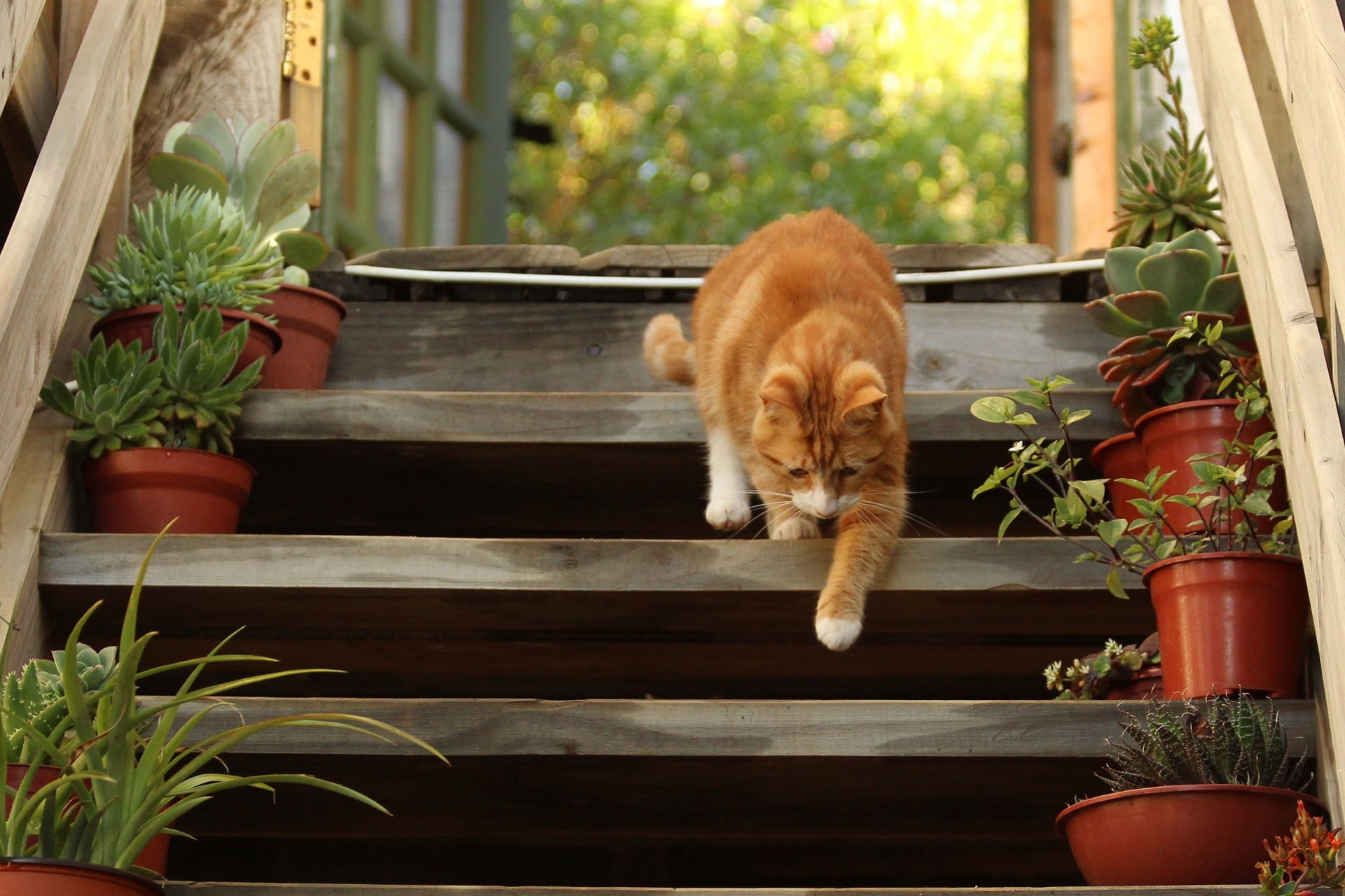outdoors, cat, wood - material, one animal, photo, close up, whisker, orange, no people, growth, kitty, mammal, feline, window, vertebrate, eyes, walking, HD Wallpaper