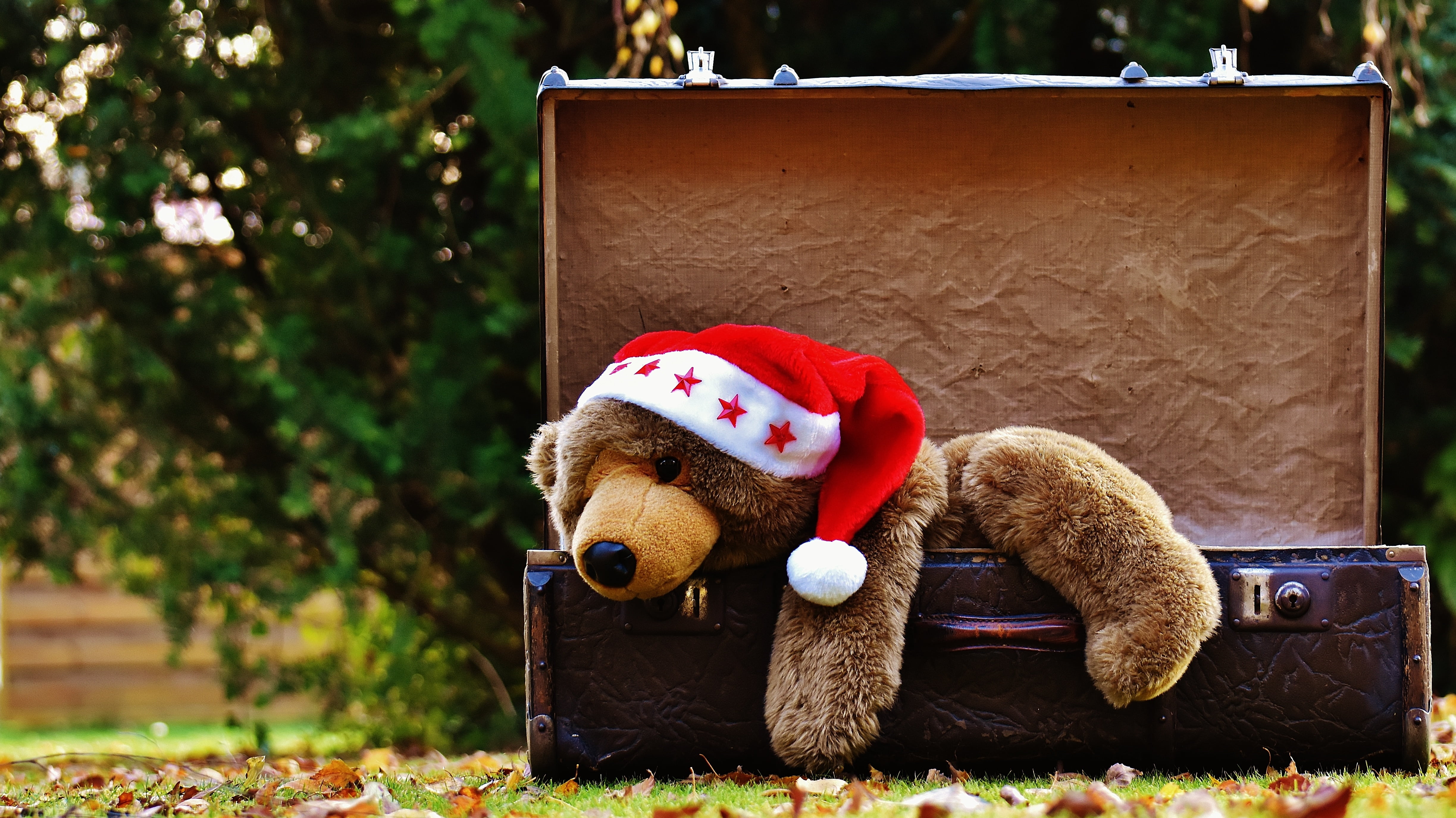 stuffed animal, teddy, mammal, beagle, soft toy, antique, close-up, plant, generations, outdoors, representation, old suitcase, nature, still life, funny, HD Wallpaper