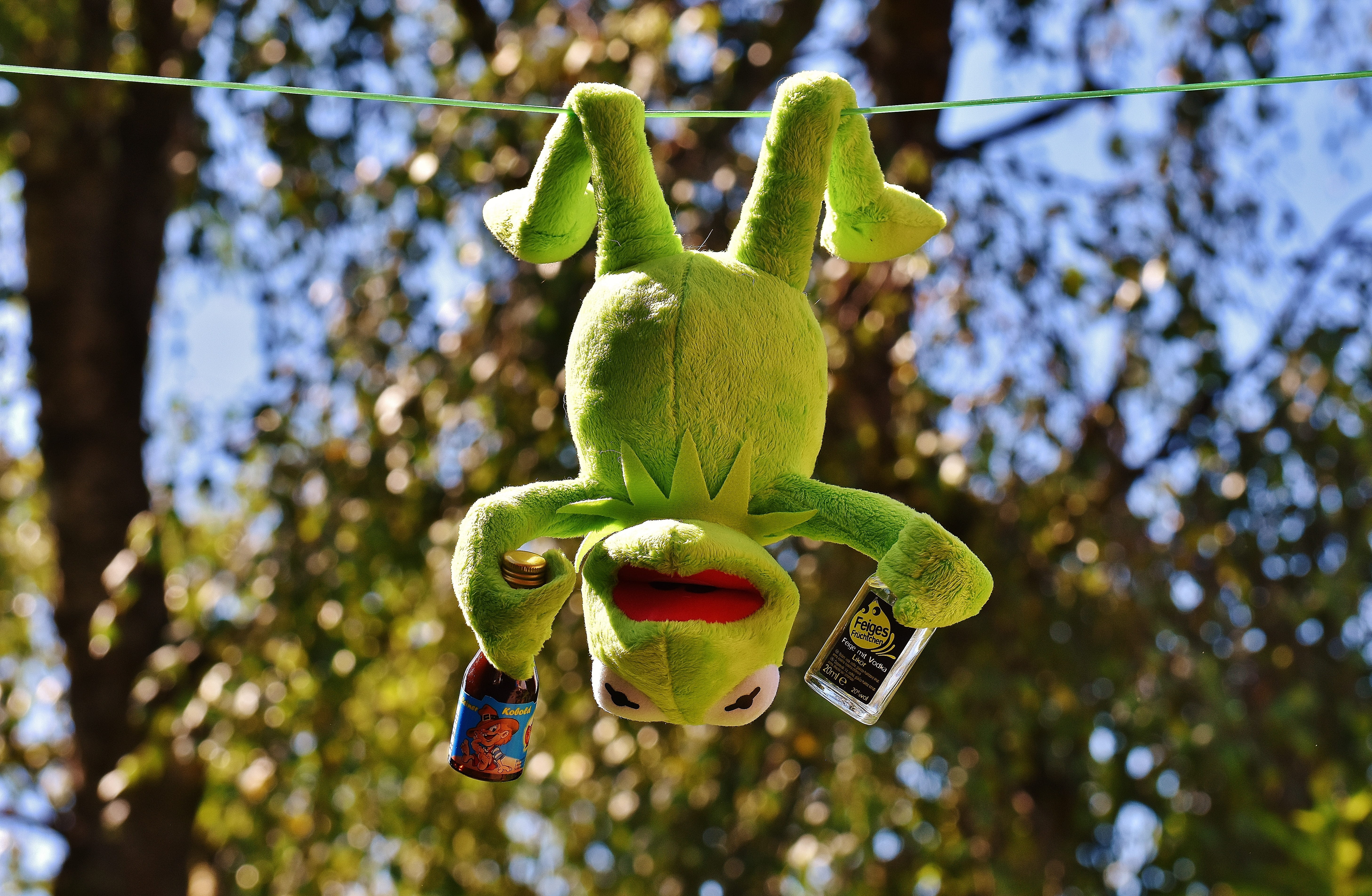 5K, low angle view, food and drink, close-up, green color, plant part, funny, no people, nature, soft toy, food, rest, growth, day, healthy eating, cute, HD Wallpaper