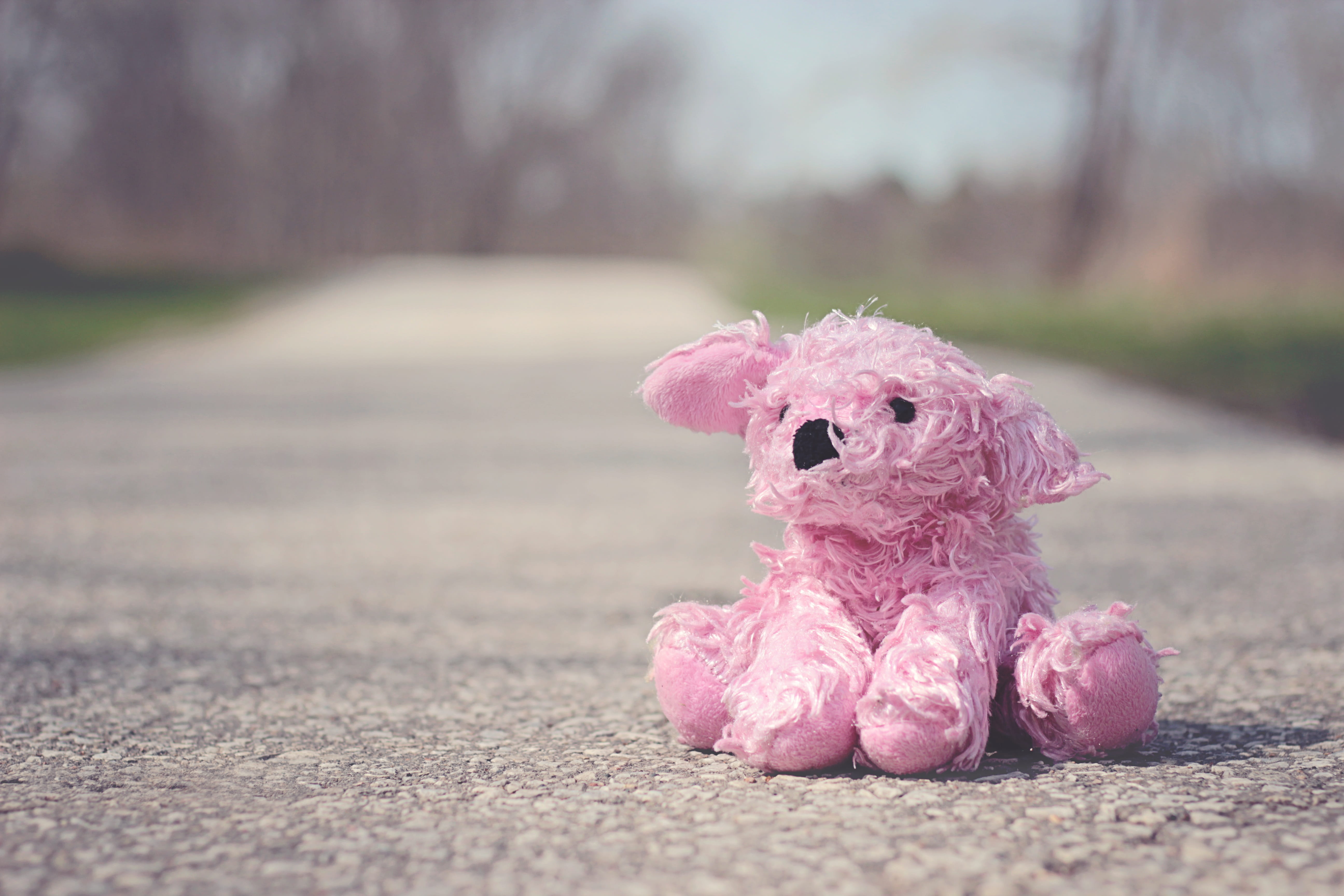 play, single object, girl, softness, road, kid, childhood, nature, baby, representation, Toy, day, abandoned, mammal, pink color, dog, stuffed toy, Bear, HD Wallpaper