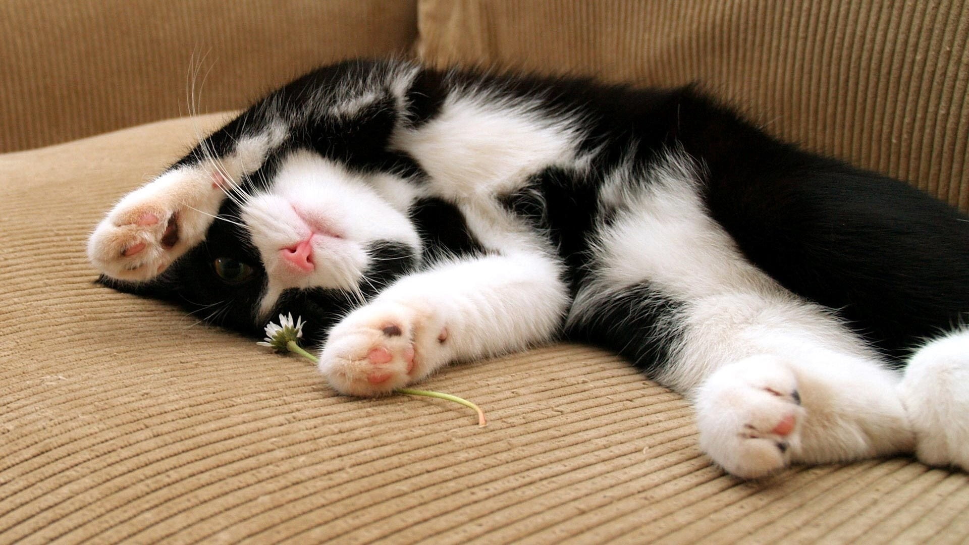 white, lying Down, one animal, cat, domestic Animals, feet, 1080P, young Animal, kitten, fur, close-up, feline, domestic Cat, animal themes, short, indoors, HD Wallpaper