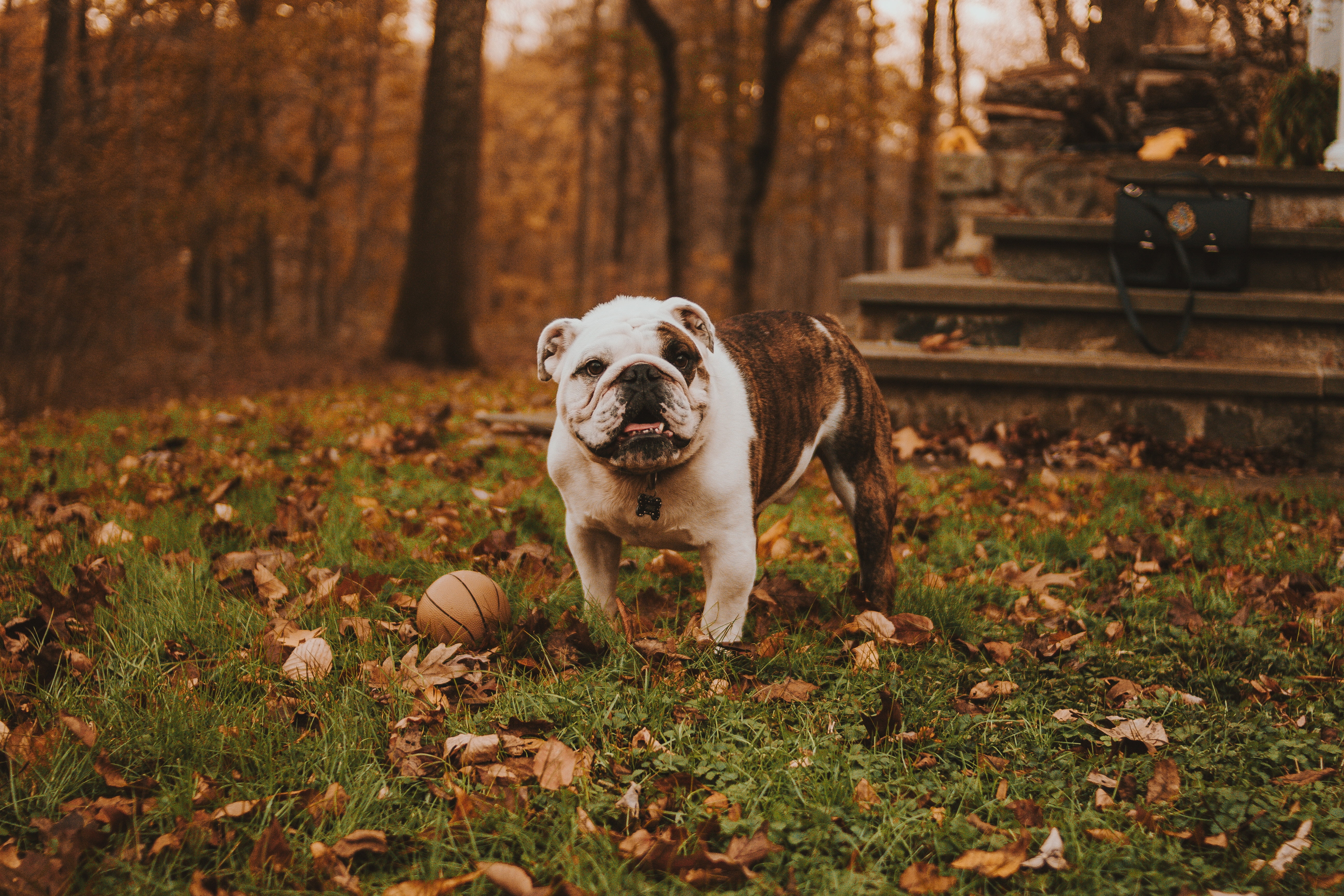 plant, bulldog, white, purebred dog, pets, outdoors, brindle, domestic animals, animal themes, nature, grass, leaf, muzzle, domestic, mammal, day, 5K, HD Wallpaper