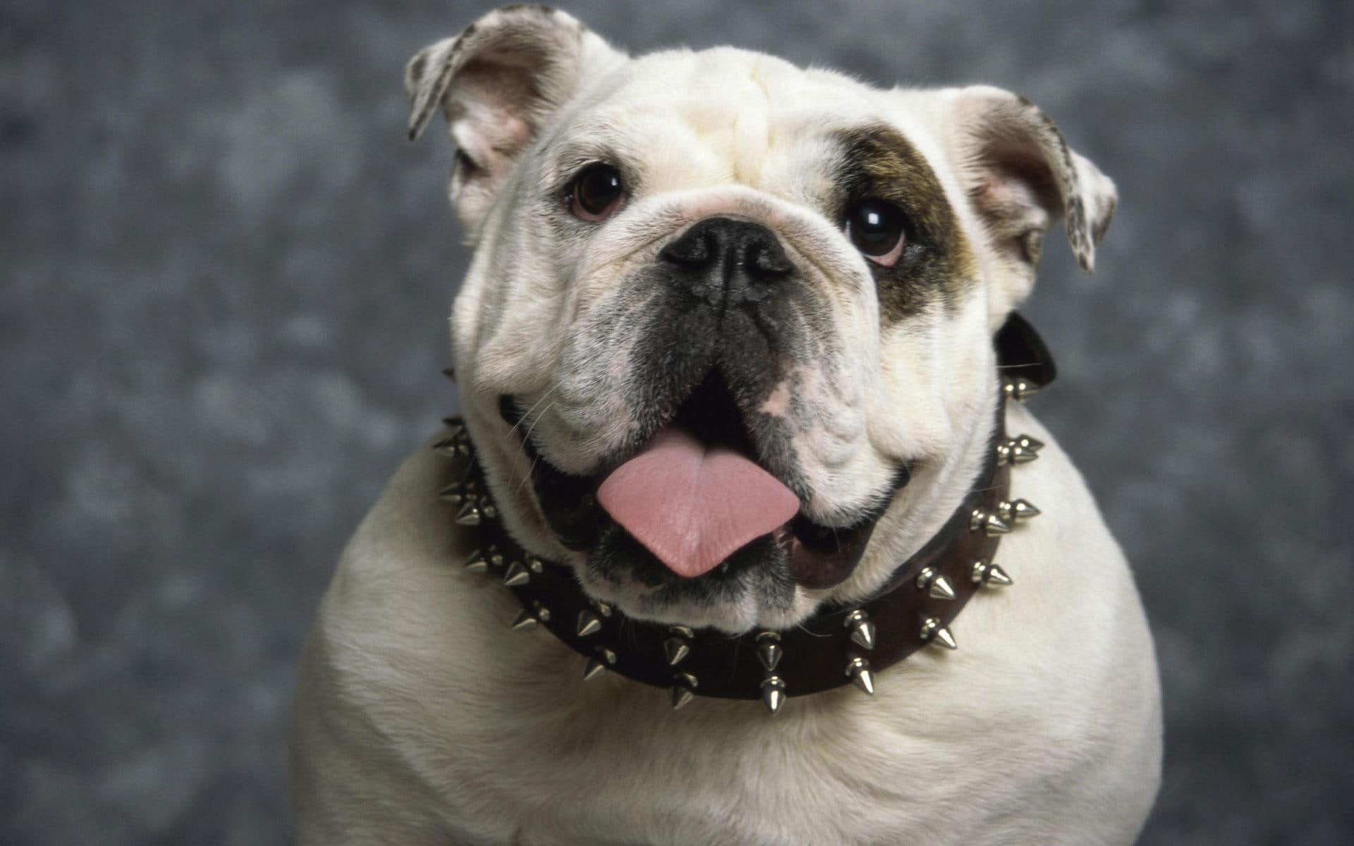 bulldog, animals and birds, 1080P, english, HD Wallpaper
