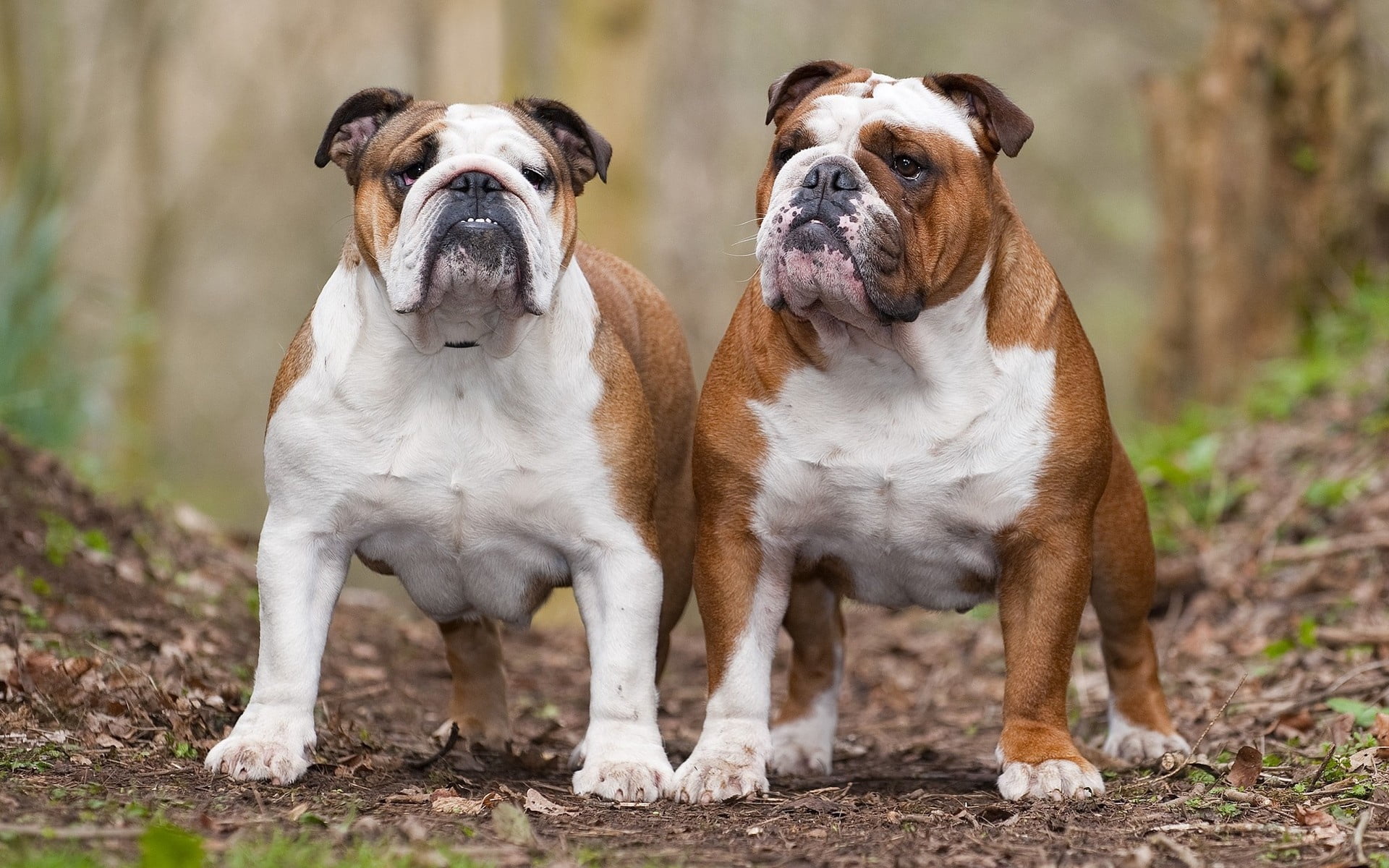 focus on foreground, sitting, animal themes, two animals, couple, looking, dogs, portrait, english, 1080P, purebred dog, togetherness, two, looking at camera, HD Wallpaper