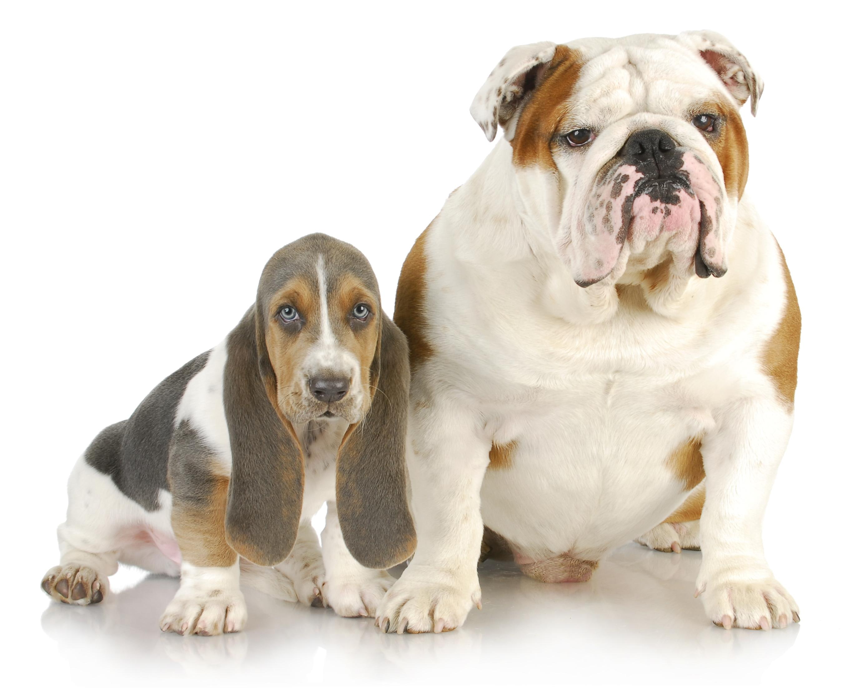 animals, english, dogs, basset, animal, 2K, bulldog, HD Wallpaper