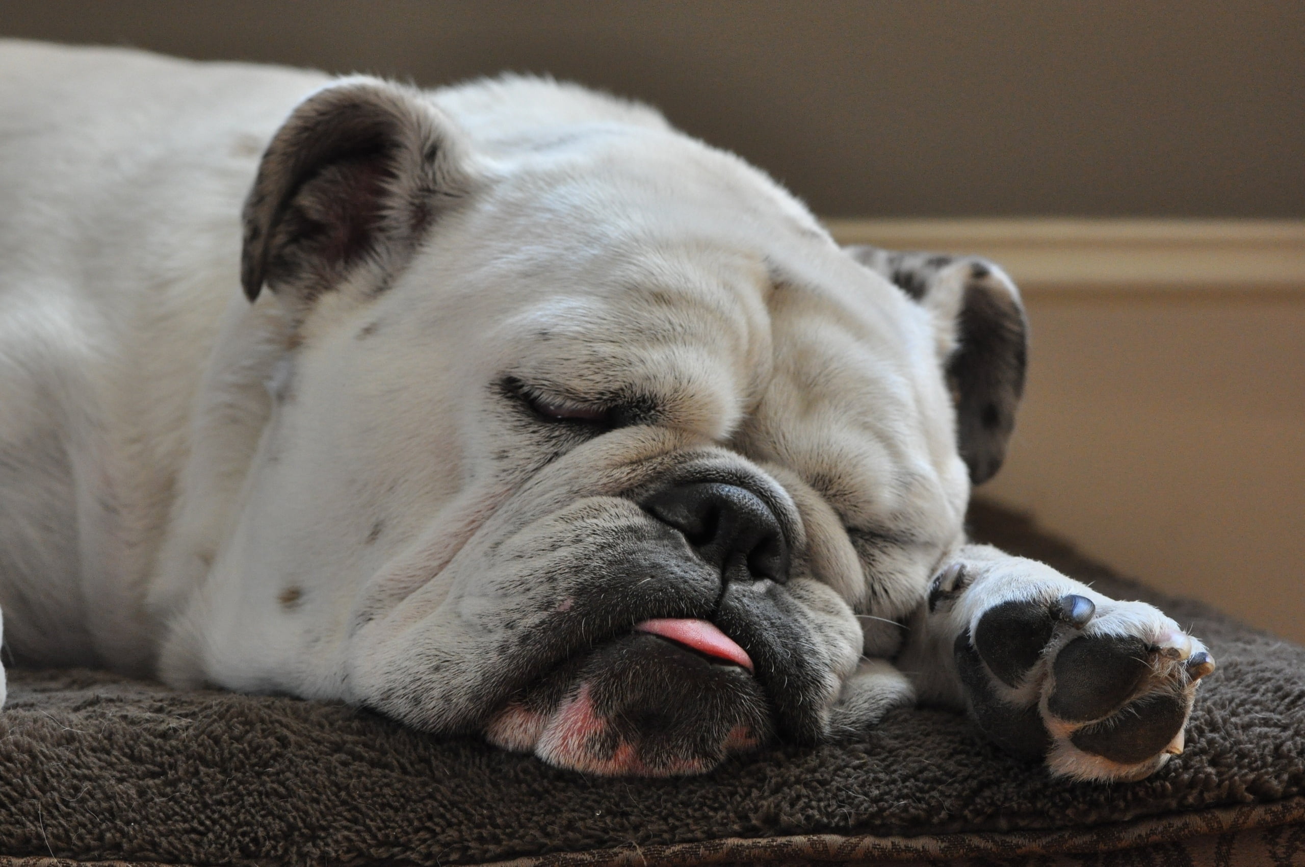 sleeping, dog, animal body part, napping, sadness, english bulldog, adult, indoors, english, muzzle, eyes closed, resting, domestic Animals, fur, purebred Dog, HD Wallpaper