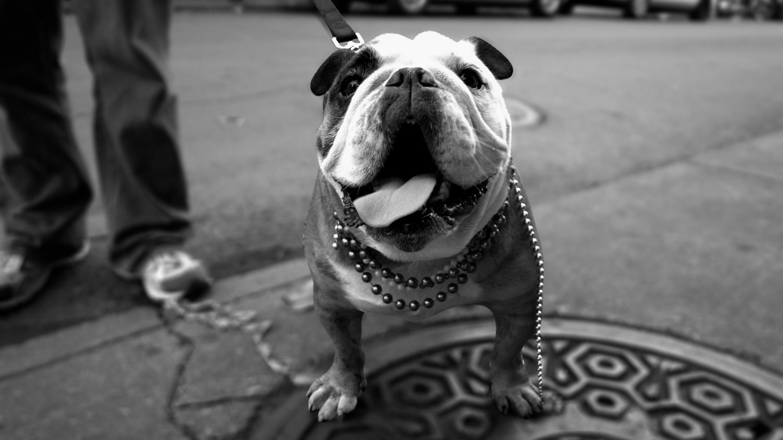 mouth open, 2K, adult, footpath, city, focus on foreground, dog, walk, vertebrate, thick, one animal, black And White, animal, domestic Animals, day, walking, HD Wallpaper