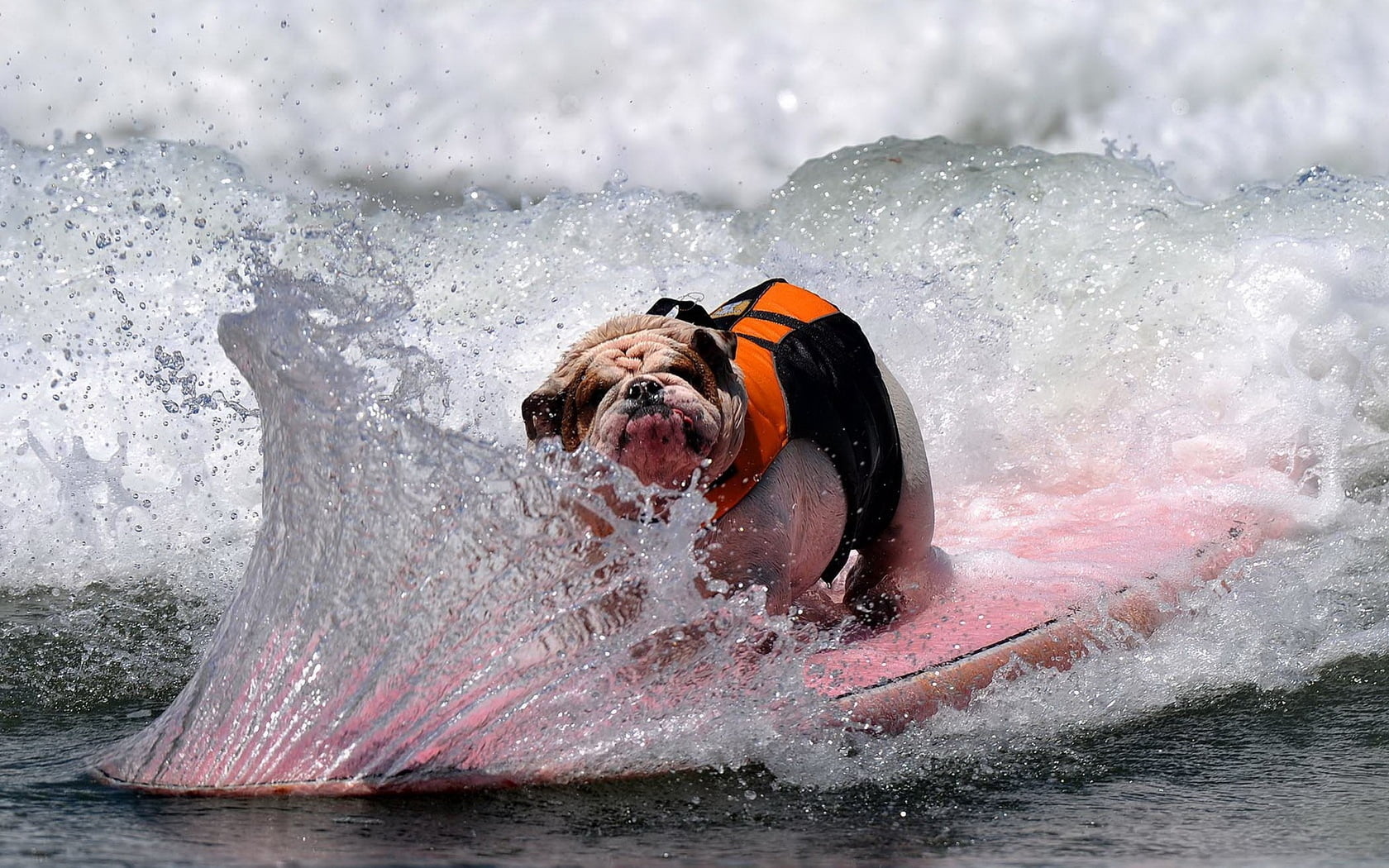 beach, swimming, adventure, extreme Sports, sport, day, real people, dog, tan, competition, fun, action, people, running, water, wet, sea, white, beauty in nature, HD Wallpaper