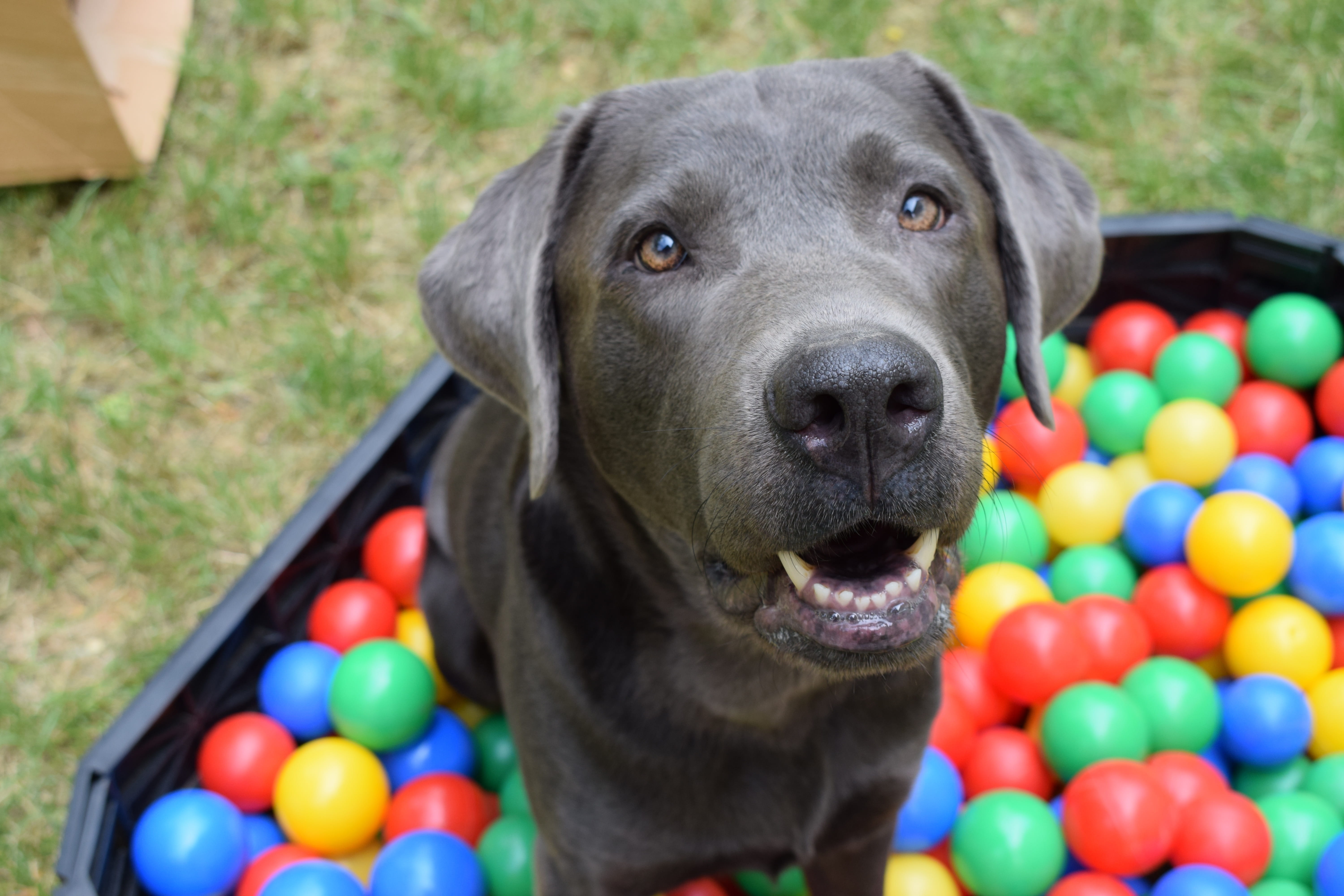 vertebrate, looking at camera, people, day, 5K, domestic animals, dog, multi colored, mammal, portrait, close-up, high angle view, one animal, ball, ball pit, HD Wallpaper