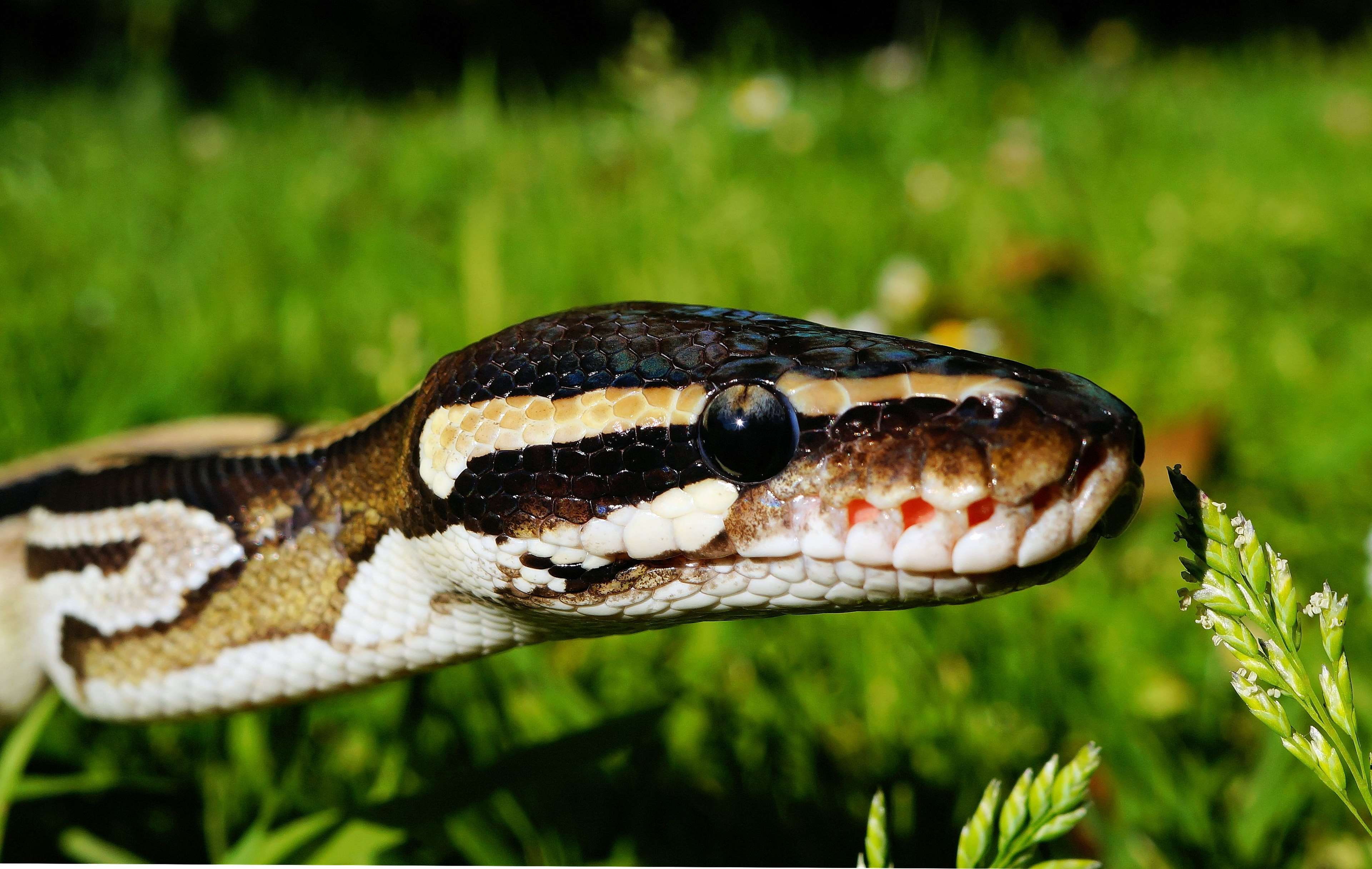 animal, aggression, animal head, animal mouth, side view, day, ball python, blur, animal photography, one animal, field, close up, animal wildlife, snakehead, HD Wallpaper