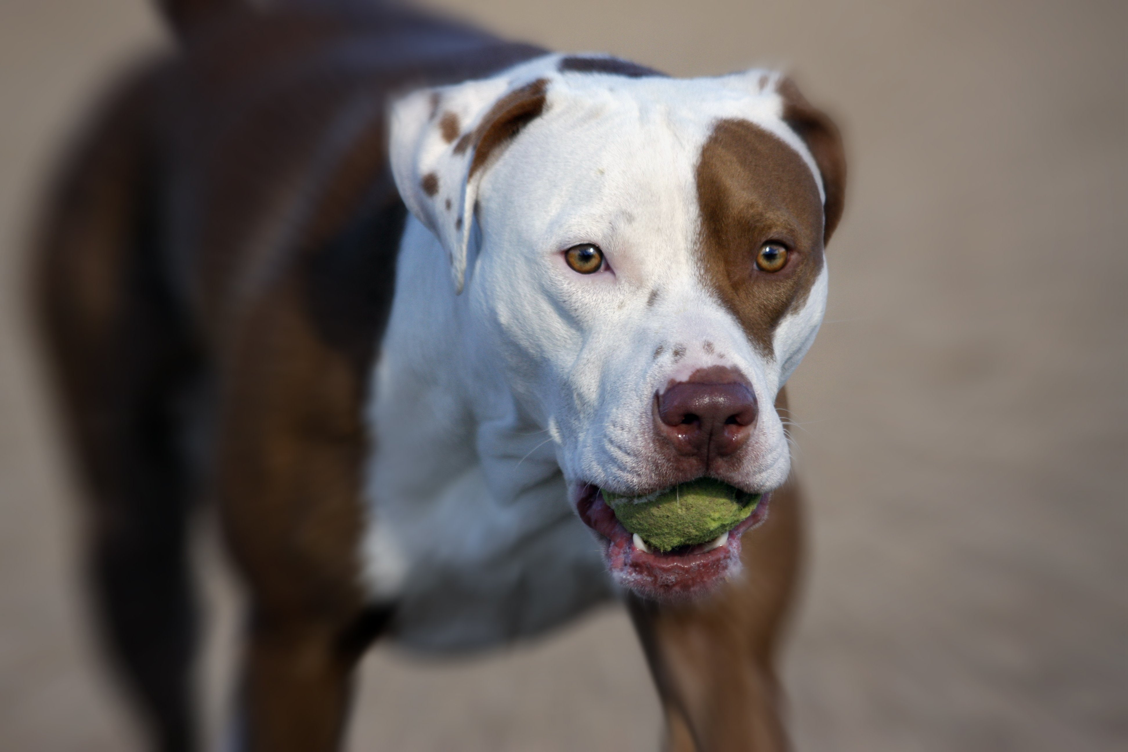 vertebrate, mouth open, close-up, mammal, tennis, looking at camera, dog, american, bull, animal mouth, people, 4K, ball, Terrier, domestic animals, pets, HD Wallpaper