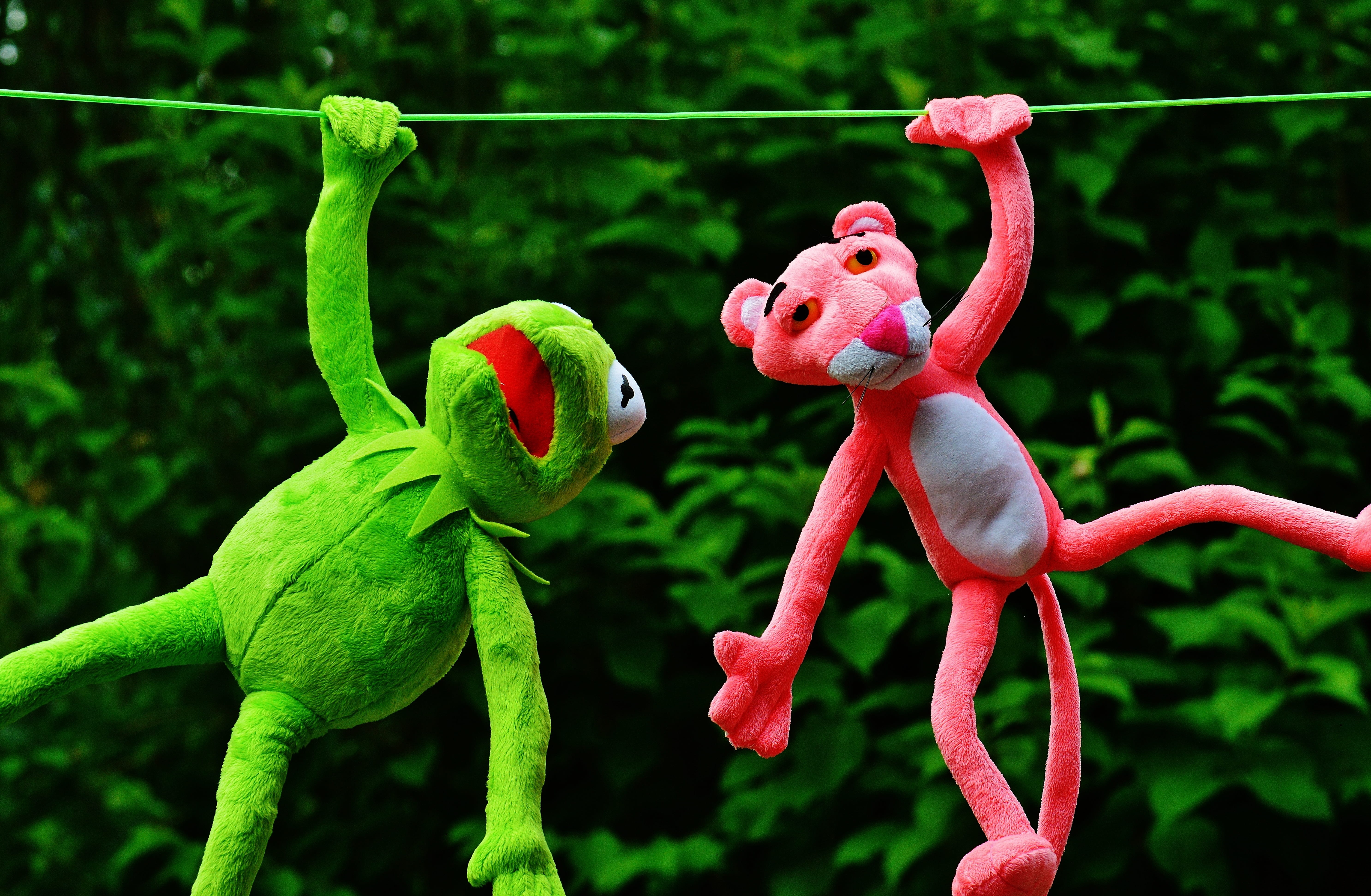 frog, no people, plant part, the pink panther, animal wildlife, stuffed animal, representation, play, plant, toys, funny, kermit, 5K, toy, hang out, outdoors, HD Wallpaper