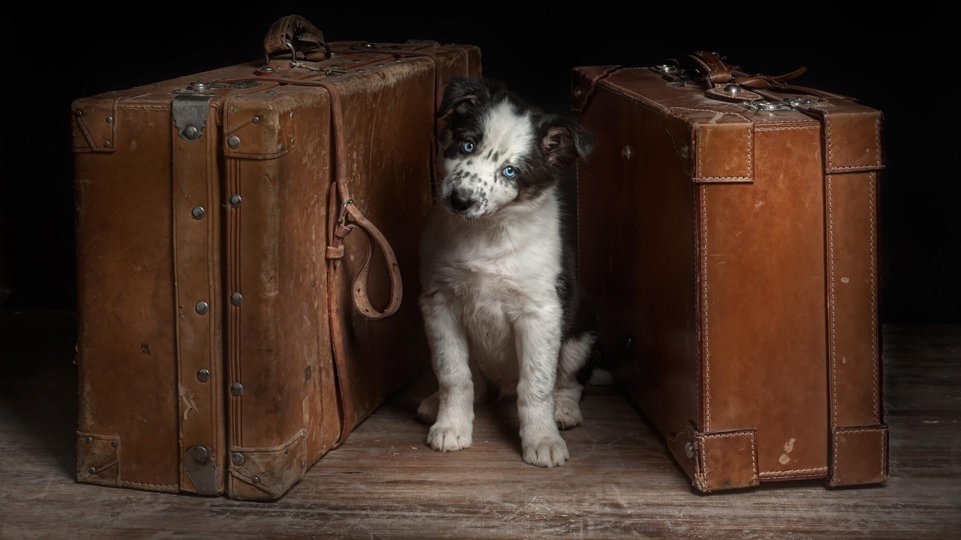 luggage, brown, no people, retro styled, domestic animals, white, wood - material, portrait, domestic, border collie, dog, animals, mammal, 1080P, fun, HD Wallpaper