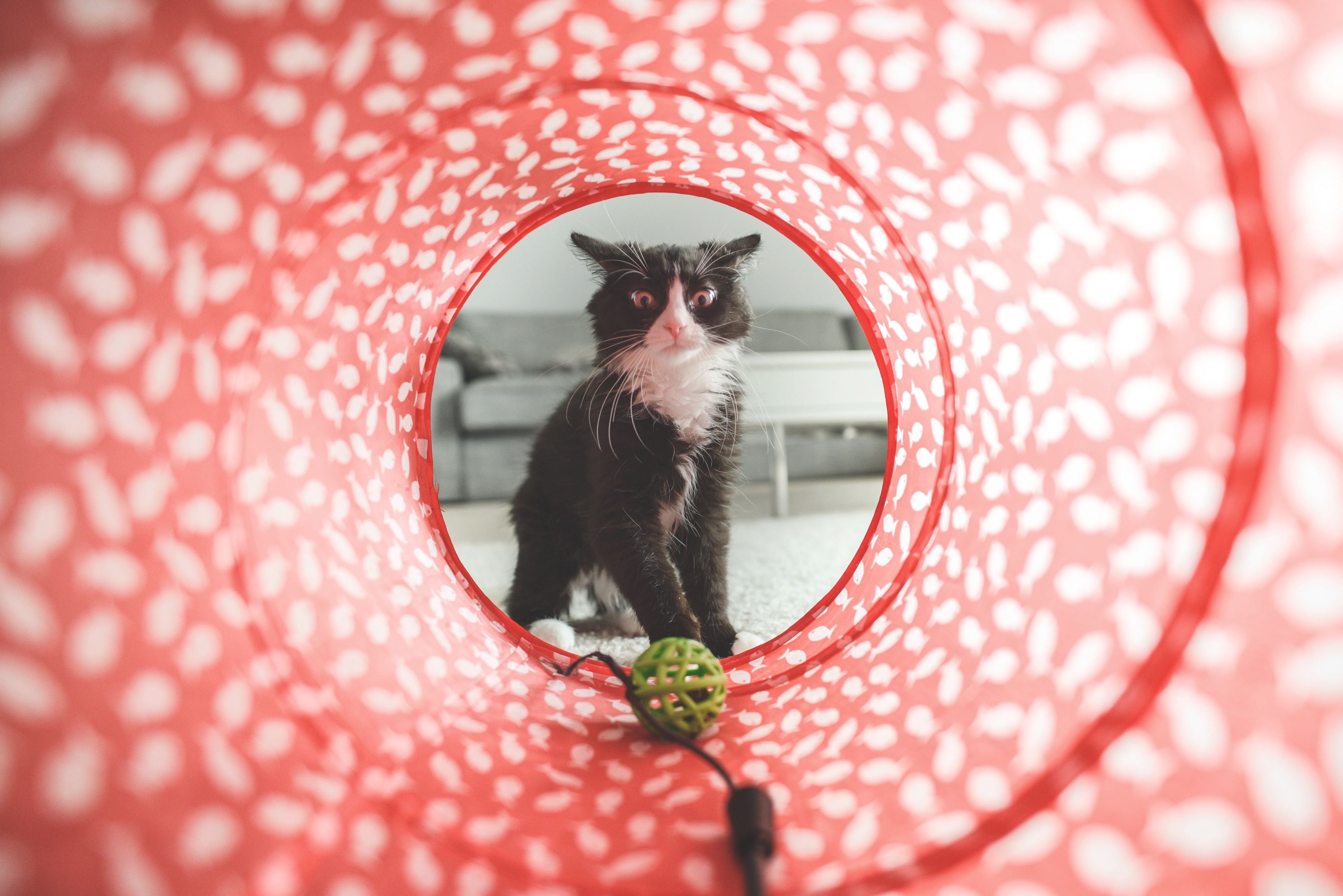 domestic animals, feline, indoors, tunnel, pattern, cute, agility, mammal, one animal, pet, puppy, portrait, polka dot, adorable, spotted, animal, ball, HD Wallpaper