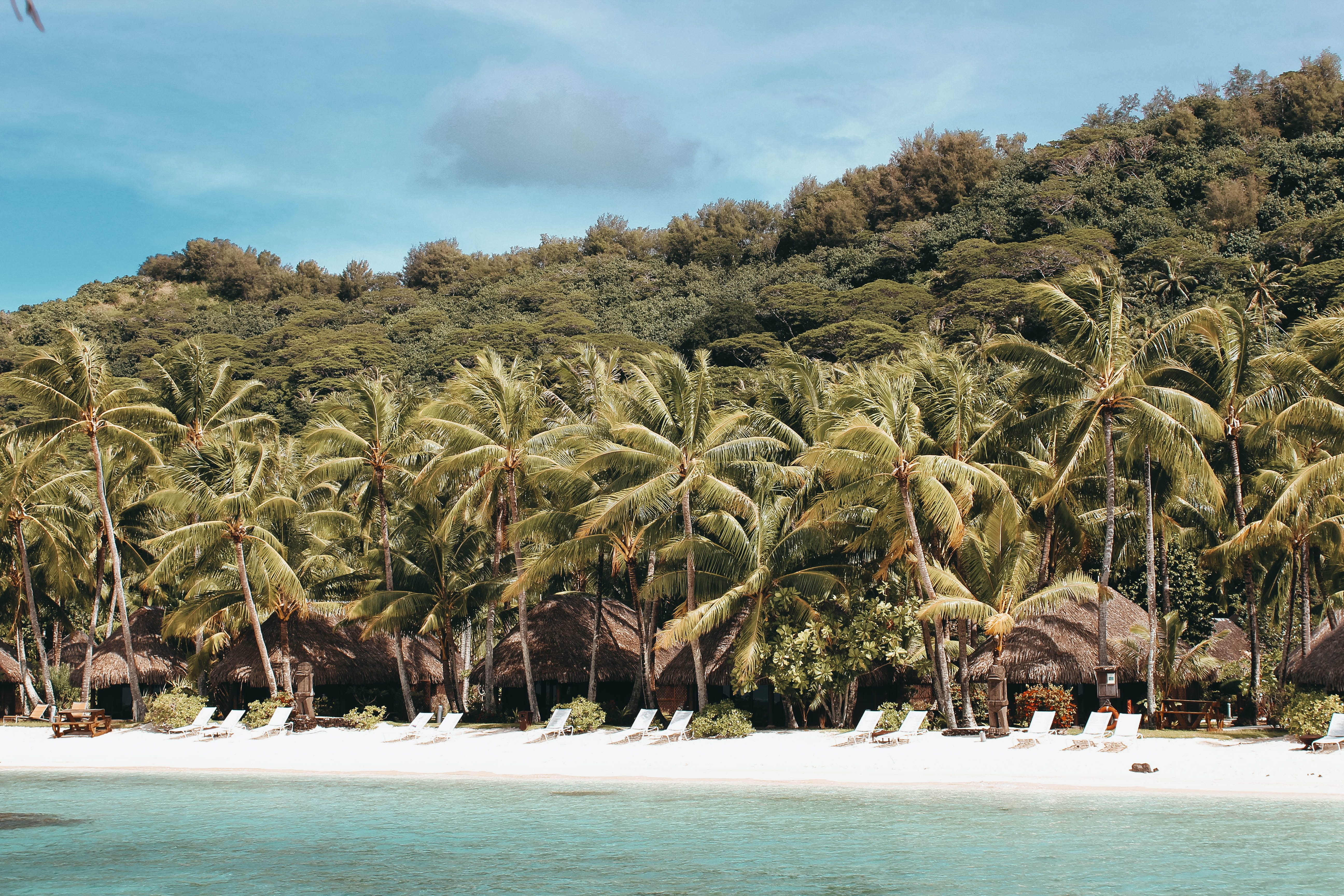 paradise, island, nature, tropical, beautiful, sand, water, beach, summer, plant, growth, near, 5K, sunny, trees, exotic, palm, palm tree, waterfront, HD Wallpaper