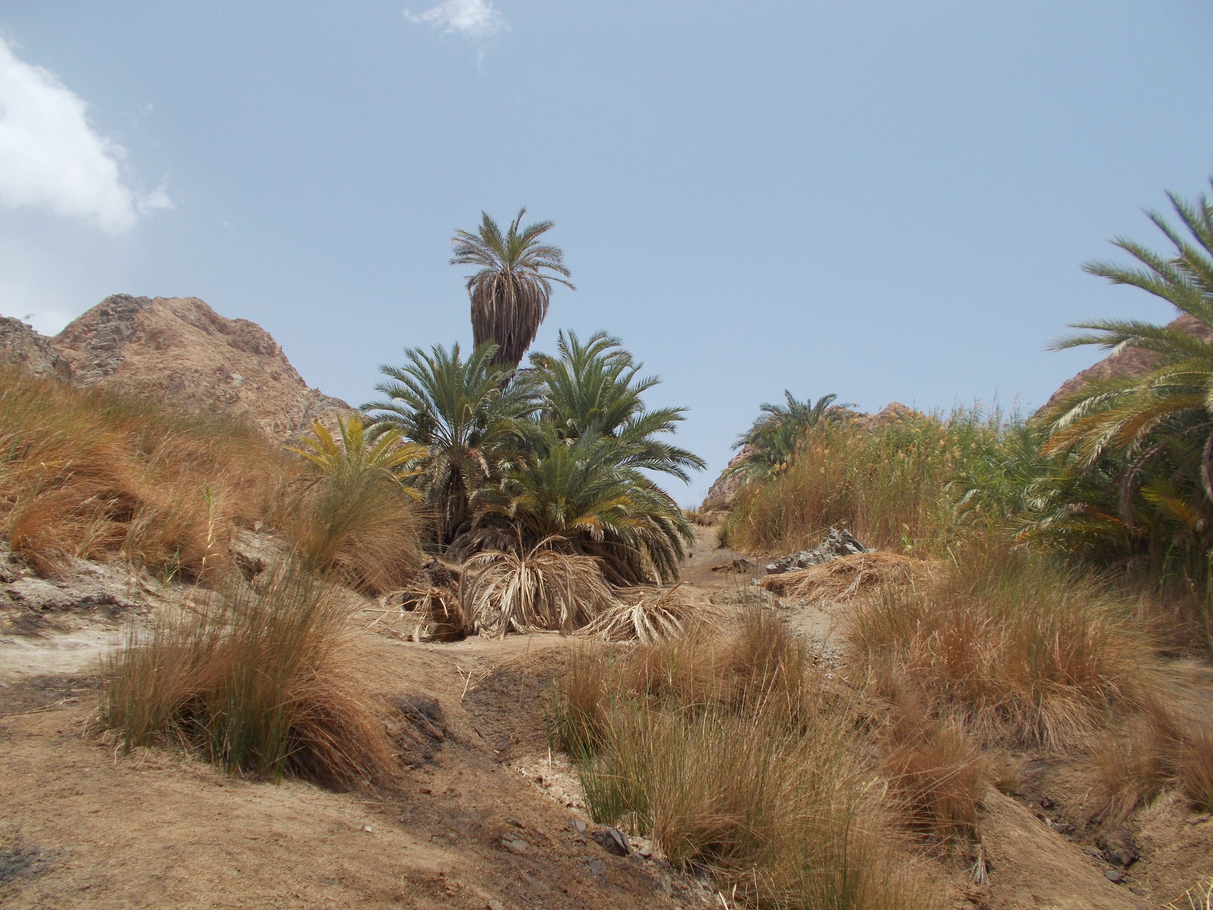 tree, nature, semi-arid, beauty in nature, field, non-urban scene, grass, plant, arid climate, land, outdoors, environment, egypt, tropical climate, palm tree, HD Wallpaper