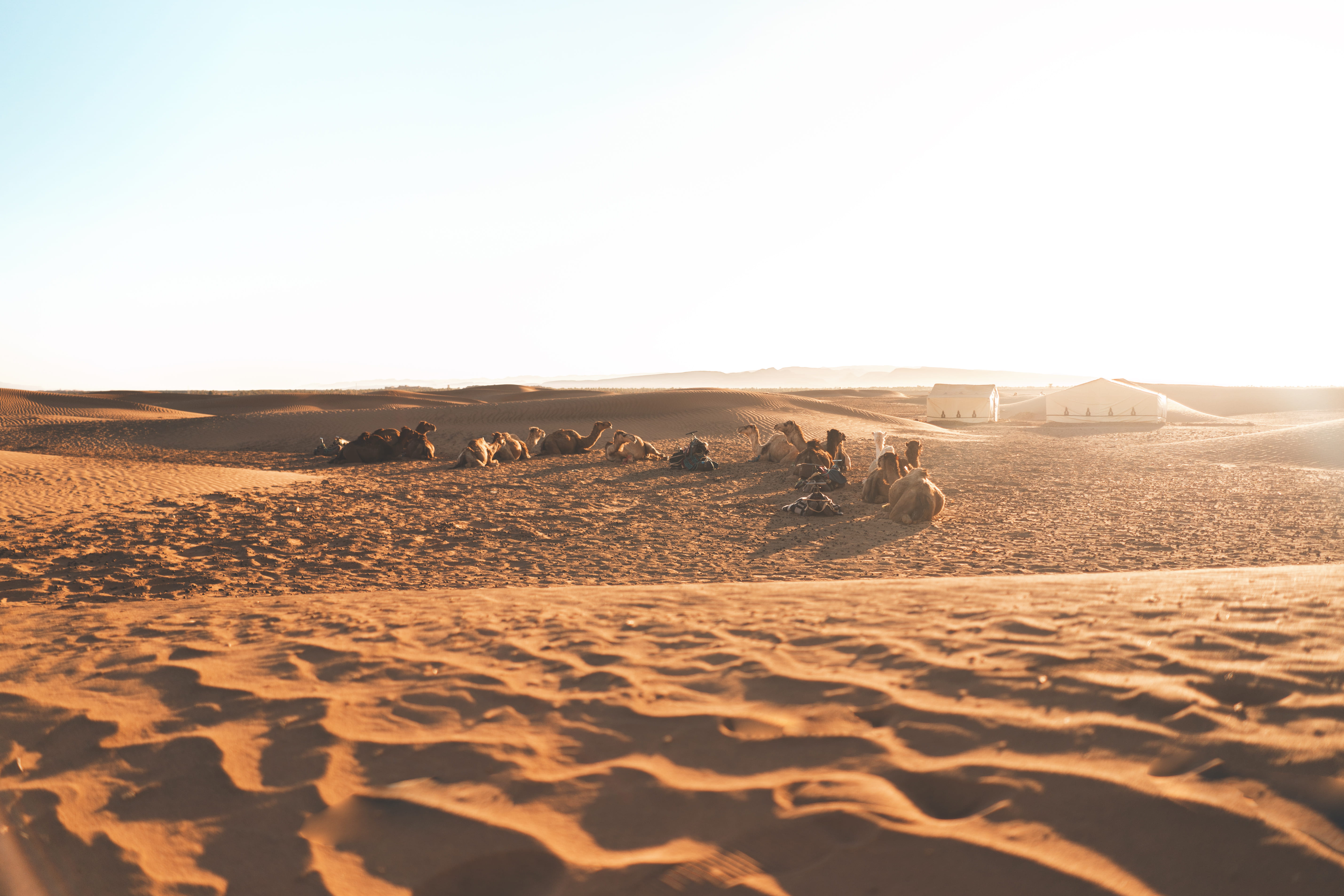 climate, morrocco, arid climate, camel, sand, herd, summer, scenics - nature, land, day, landscape, life, beduine, tent, people, beauty in nature, sand dune, HD Wallpaper