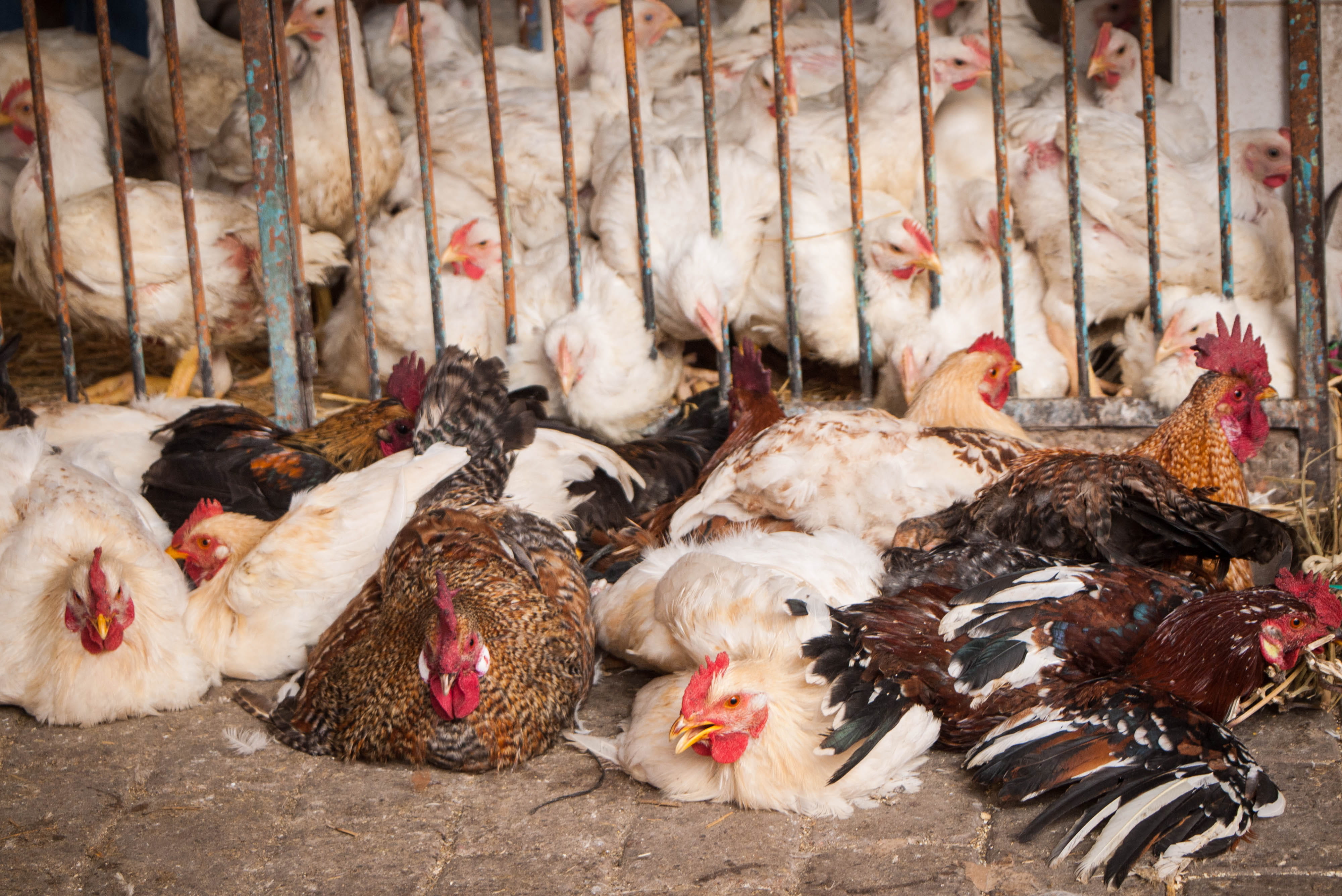 animal, outdoors, marrakesh, livestock, domestic animals, agriculture, sad, animals, food, mammal, chicken, male animal, chickens, no people, large group of animals, HD Wallpaper