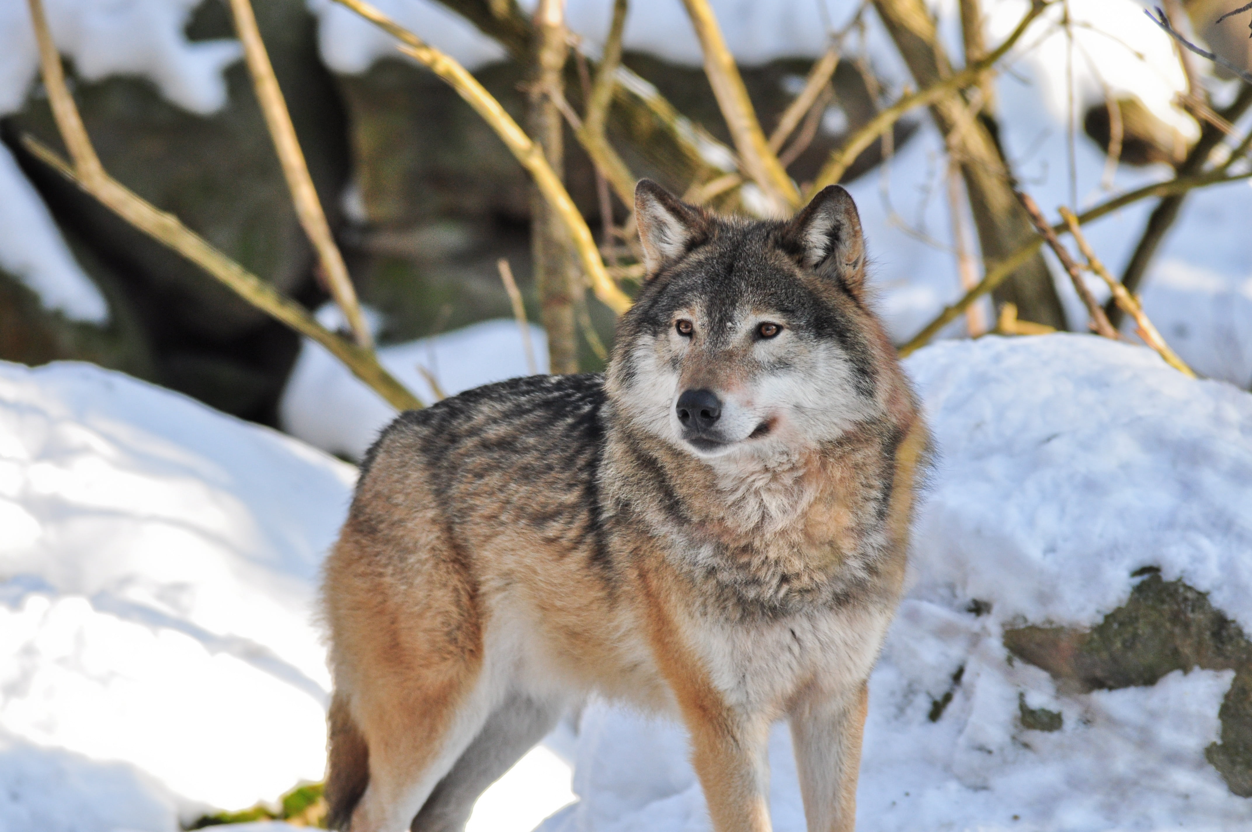 outdoors, wildlife, animals in the wild, animal world, wolf, tree, predators, focus on foreground, gray, looking at camera, no people, cold temperature, HD Wallpaper