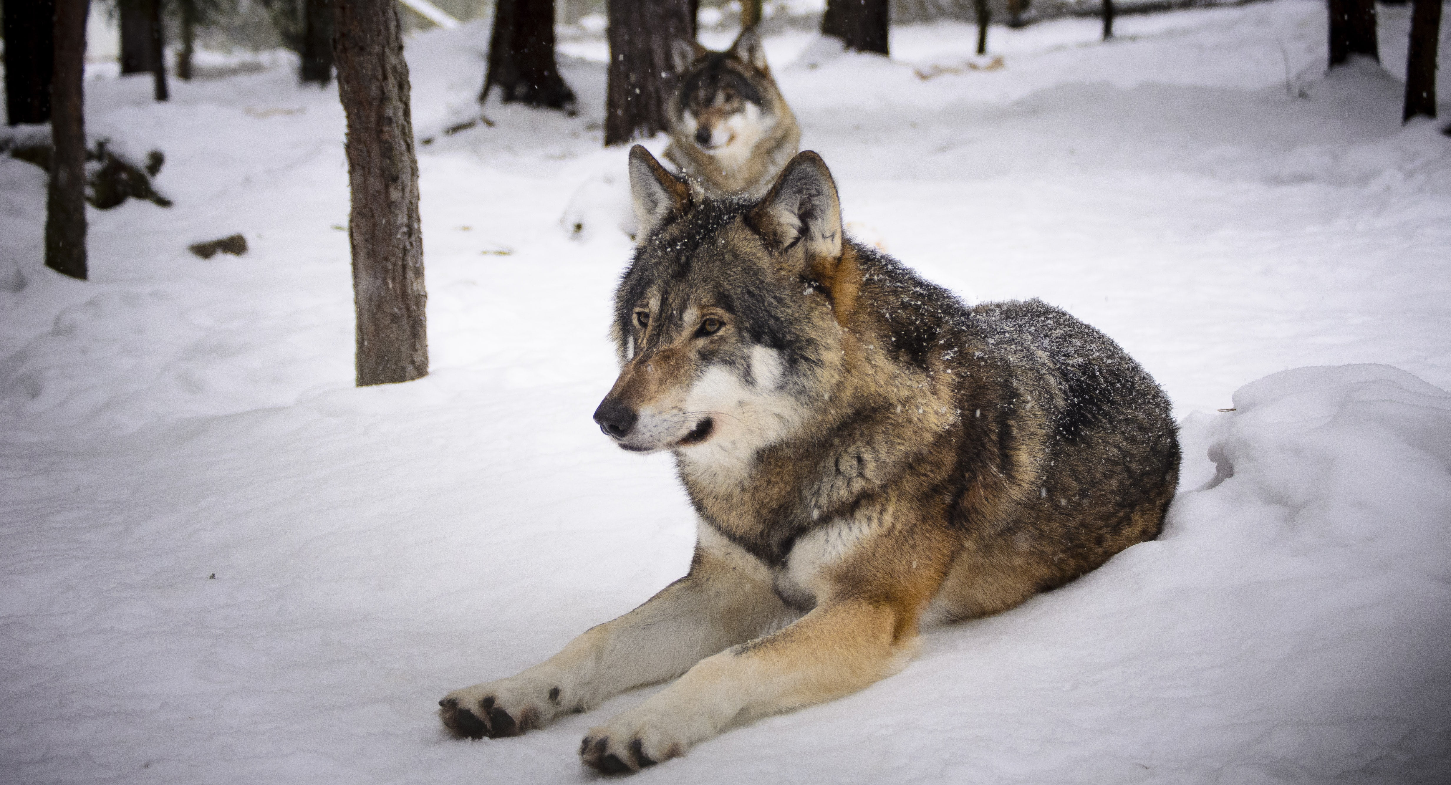 predators, animal wildlife, cold temperature, no people, wildlife, two, pets, domestic animals, wolves, mammal, vertebrate, dog, carnivore, zoo, wolf, animal themes, HD Wallpaper