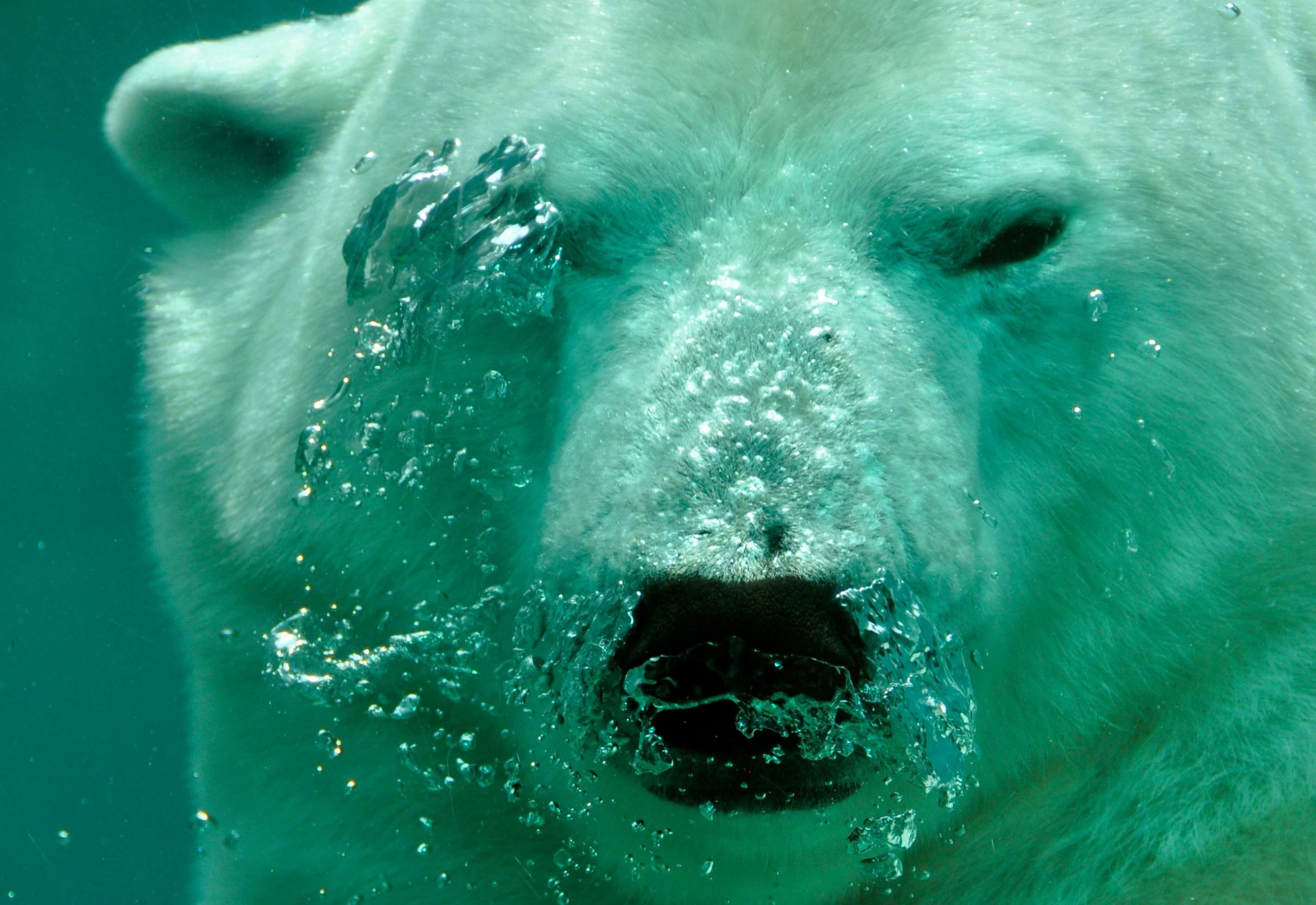 day, animals in the wild, predator, swimming, 2K, portrait, turquoise colored, animal wildlife, swim, outdoors, animal, animal themes, vertebrate, mammal, HD Wallpaper