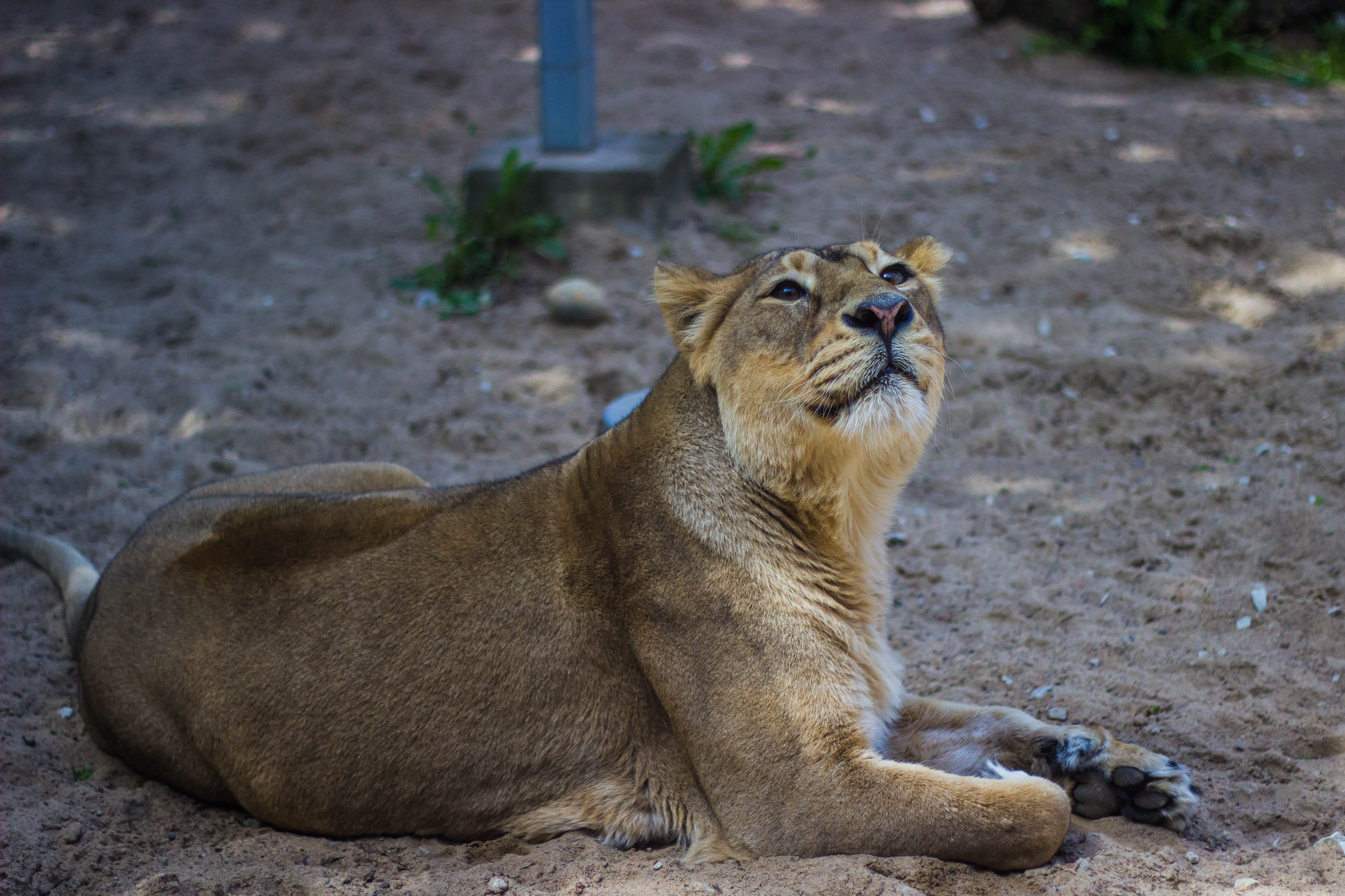 wild, zoo, whisker, africa, animal themes, sitting, animal wildlife, meat eater, no people, nature, focus on foreground, mammal, animal, land, predator, HD Wallpaper