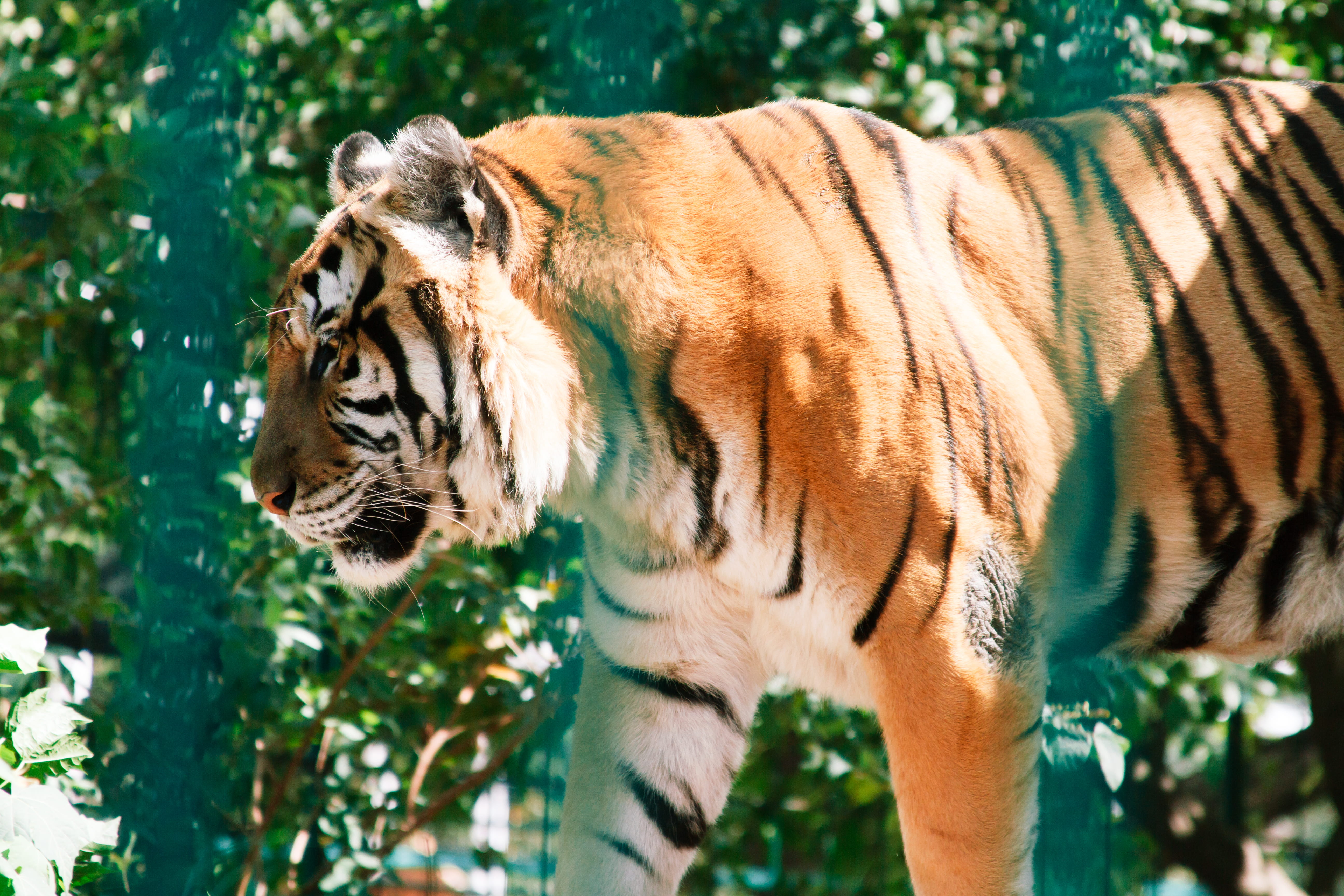 zoo, teeth, meat eater, captivity, animal wildlife, outdoors, animal, carnivore, vertebrate, whisker, tiger, day, animals in the wild, animal head, one animal, HD Wallpaper