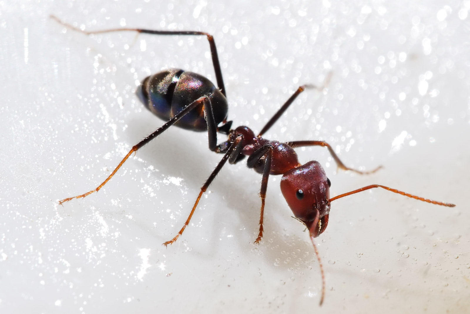 can, honey, bugs, x, hd, animals, 720P, meat, feeding, art, get, eater, bug, ant, HD Wallpaper
