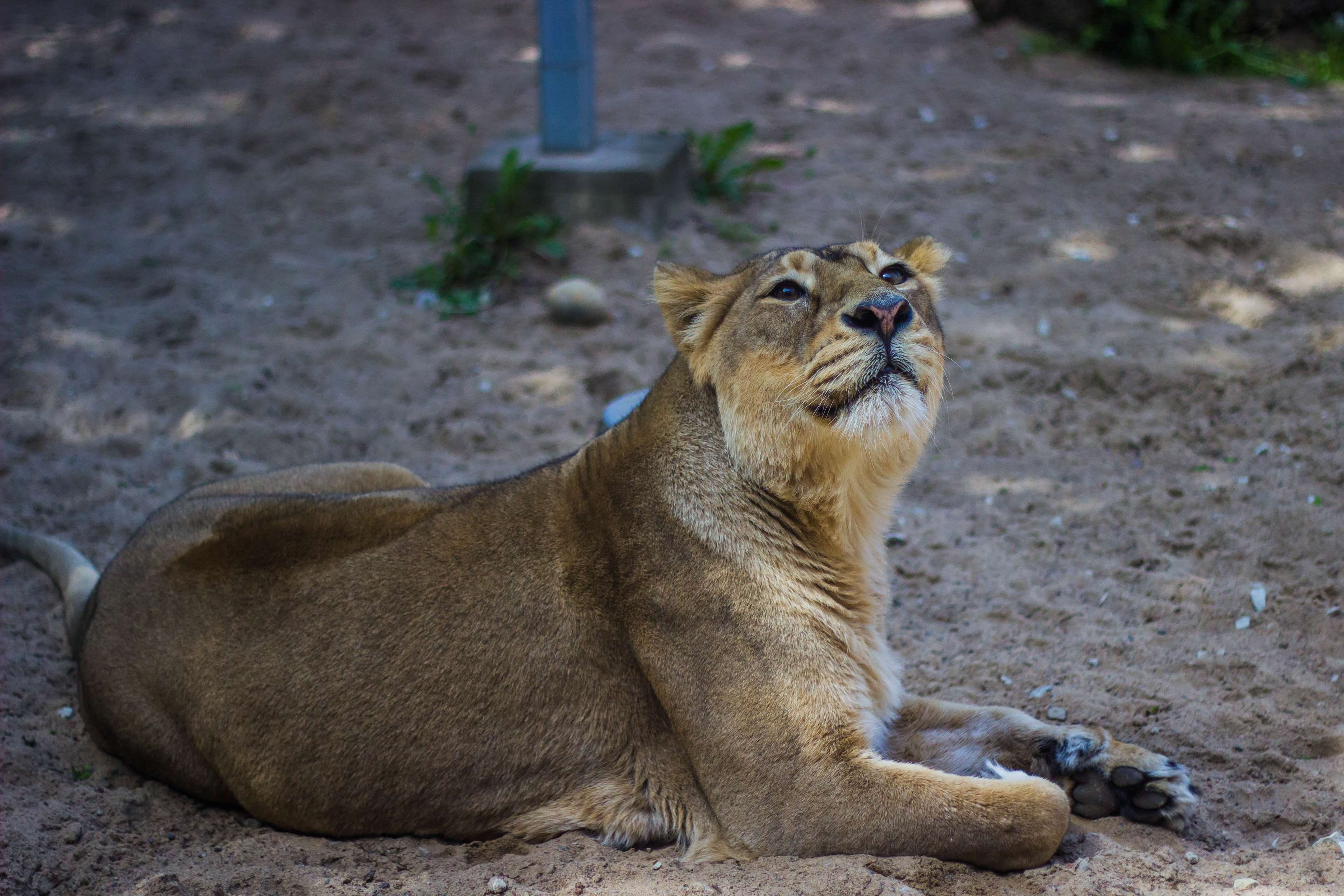 mammal, wild, whisker, carnivora, animal wildlife, lying down, animals in the wild, no people, land, vertebrate, focus on foreground, day, zoo, cat, sitting, HD Wallpaper