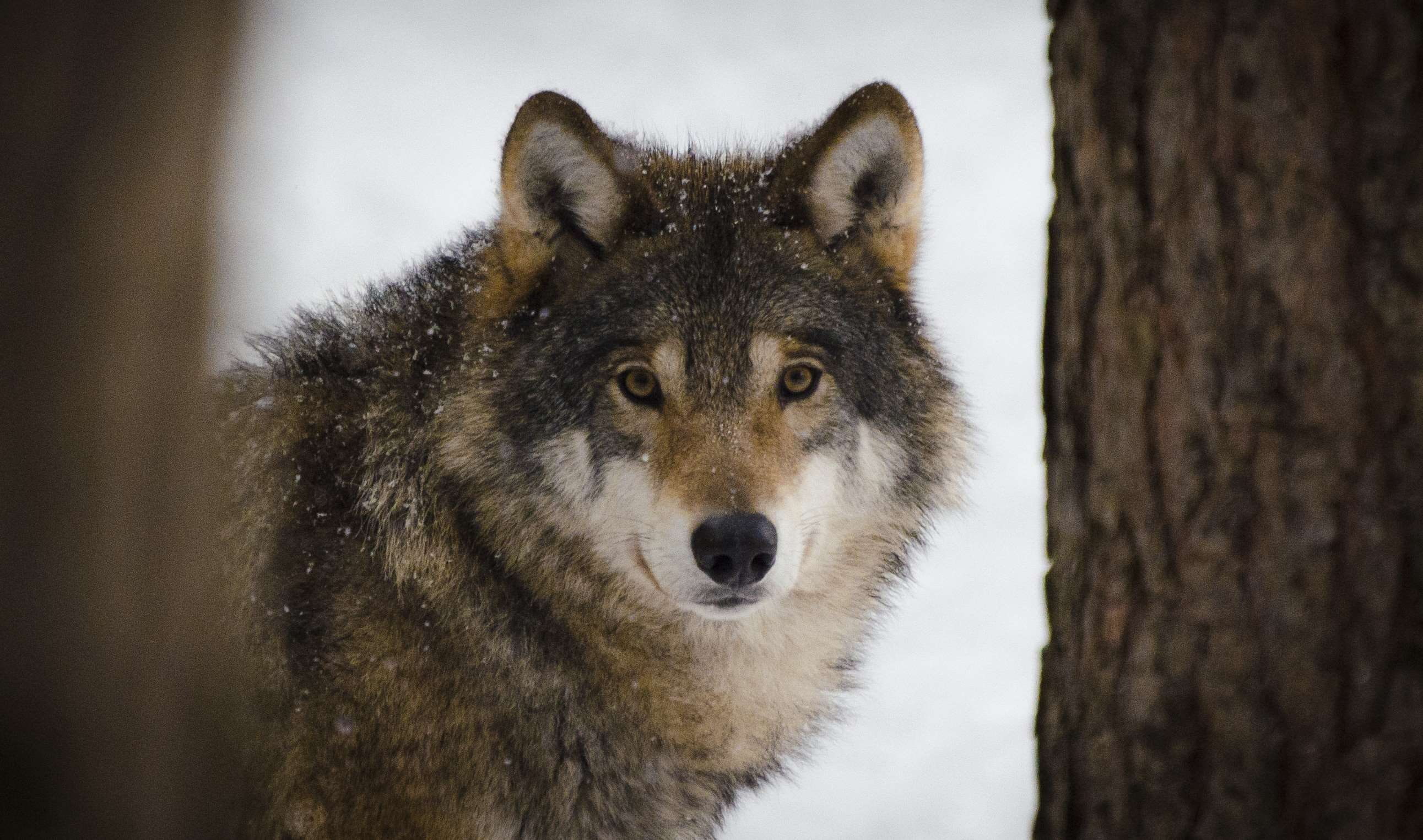 looking at camera, winter, mammal, predators, animal world, animals in the wild, wolves, animal, nature, no people, close-up, wolf, trunk, tree, wildlife, HD Wallpaper