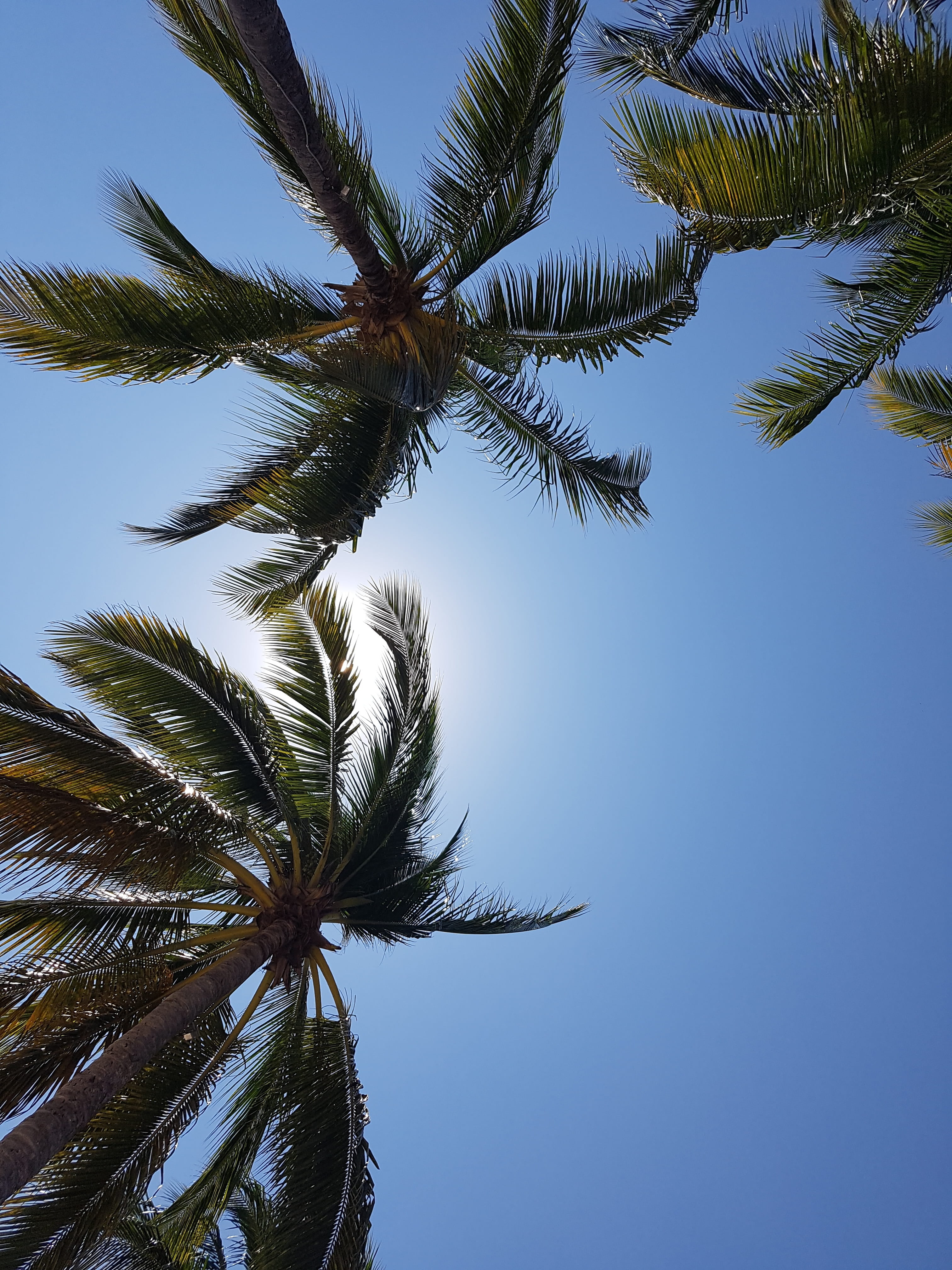 day, leaf, no people, beach, tree trunk, beach paradise, tranquility, trees, palm, exotic, palm trees, palm leaf, nature, blue, coconut, low angle view, Phone HD Wallpaper