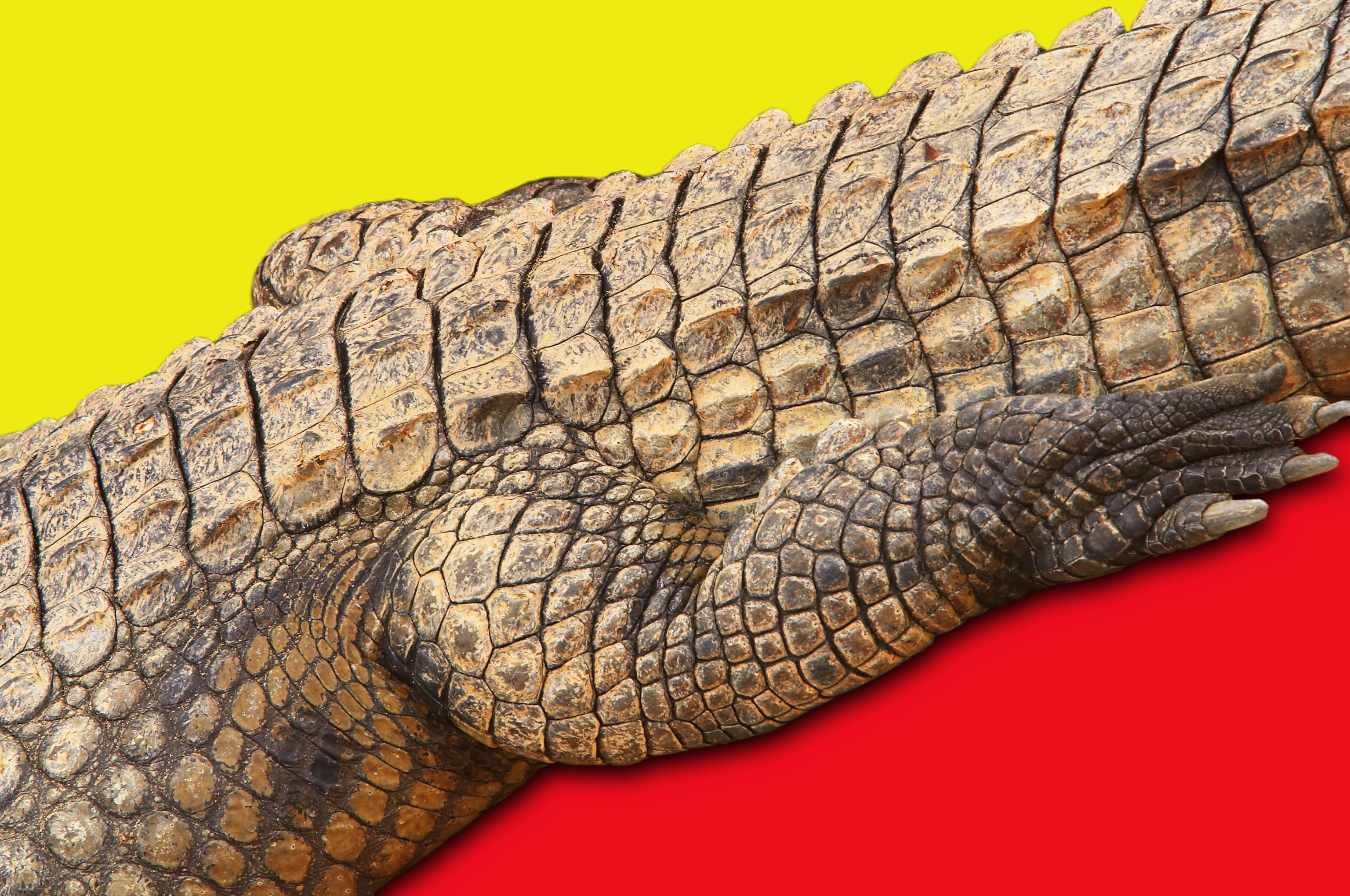 Abstract, close-up, vertebrate, animal scale, animal Skin, textured, Yellow, wildlife, animal body part, animal wildlife, one animal, background, animal themes, HD Wallpaper