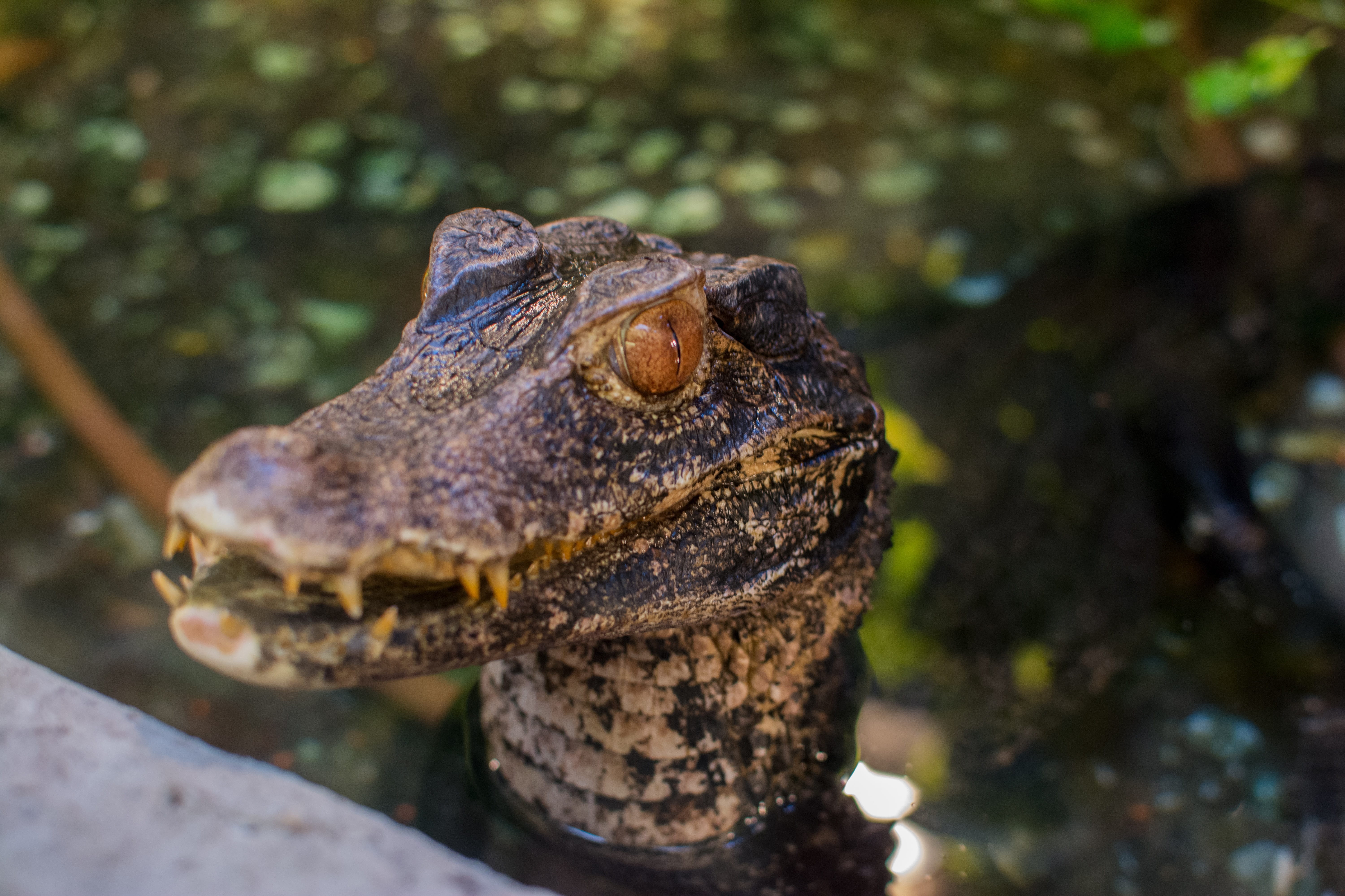 tooth, outdoors, animals in the wild, Crocodile, animal head, looking, 5K, animal wildlife, animal body part, one animal, Nature, predator, vertebrate, HD Wallpaper